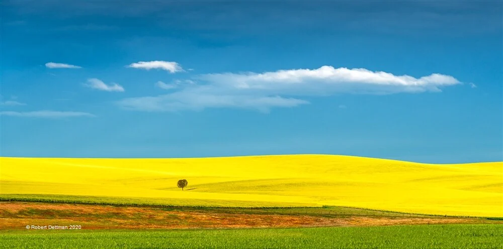 10,Robert Dettman,Canola,PDI PDI A Grade.jpg