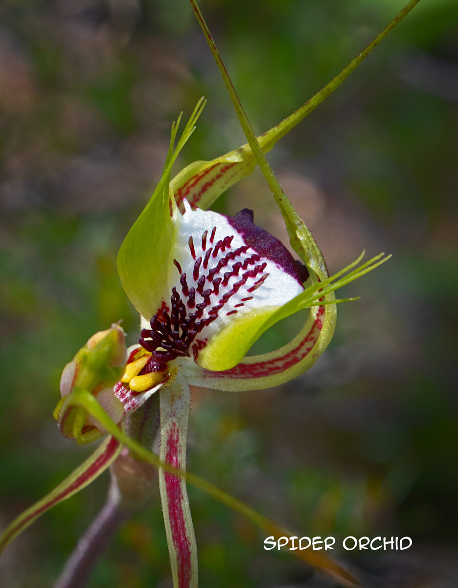 01-Spider-orchid.jpg