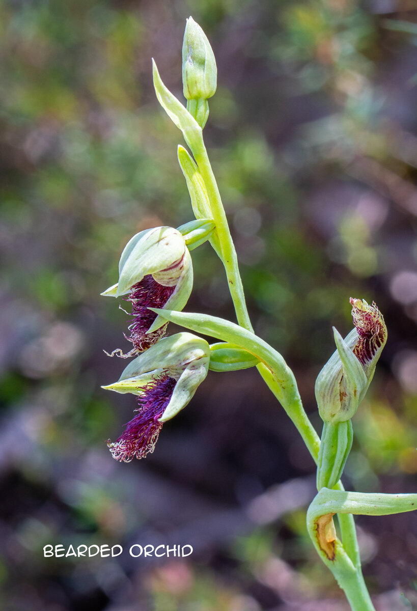 02-Bearded-Orchid.jpg