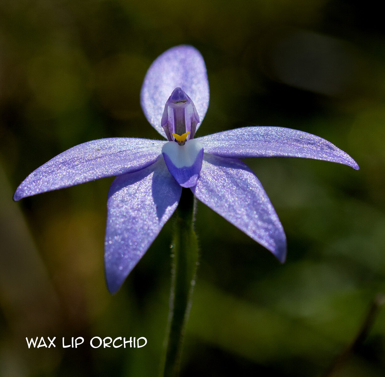 03-Wax-lip-orchid.jpg