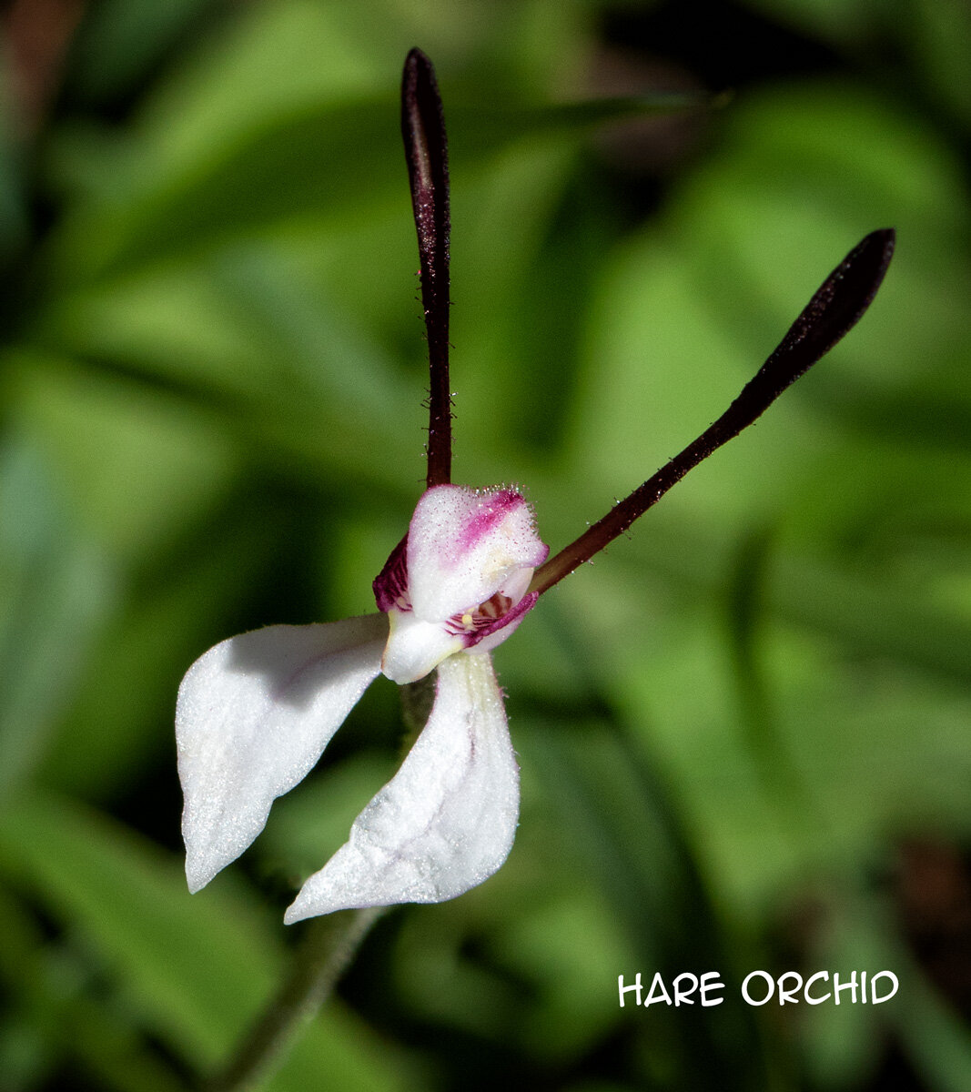 04-Hare-orchid.jpg