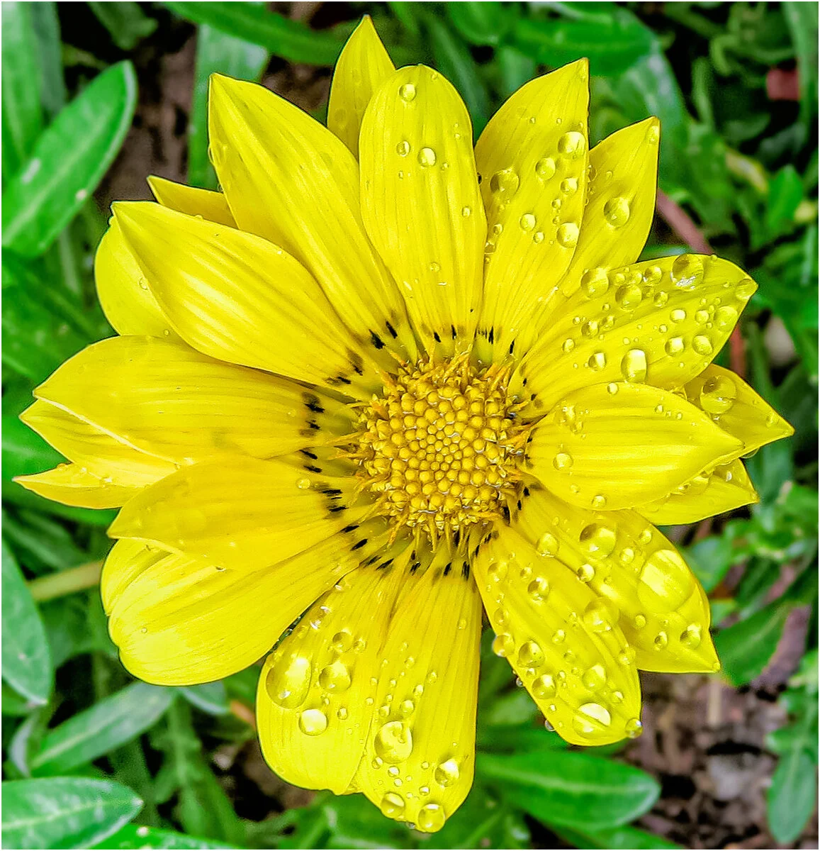 Nature Nature,Sue Hickey,5 Just Daisy,16.jpg