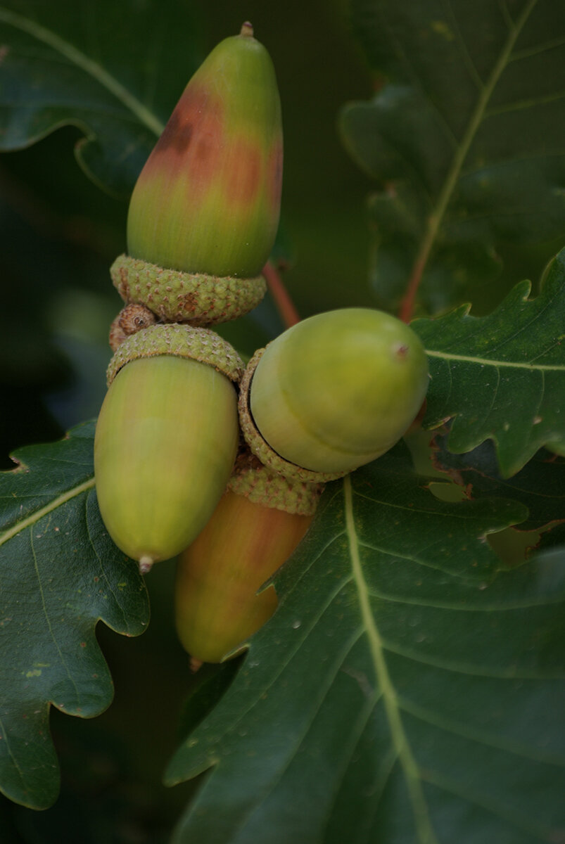 BroDon_The Acorns.JPG