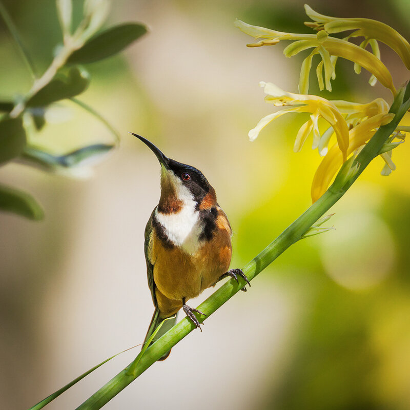Aldo Trissi-Eastern Spinebill.jpg