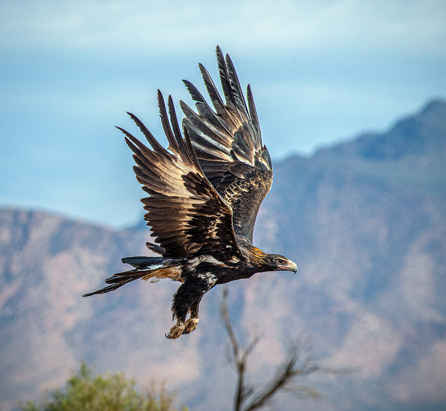 Barbara Seidel-Wedgetailed Eagle Flypast.jpg