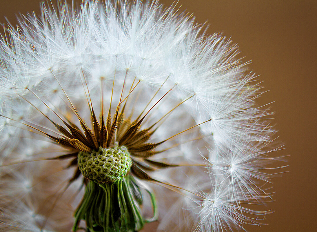 Brenda Jones-A Delicate Weed.jpg