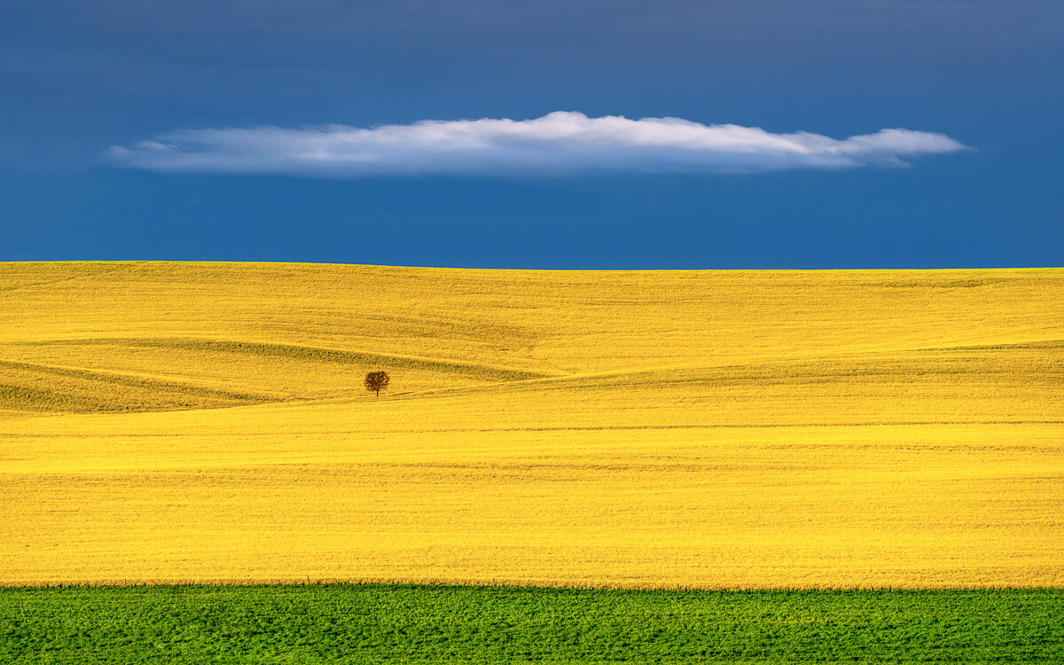 Robert Dettman-Two Crops and a Cloud.jpg