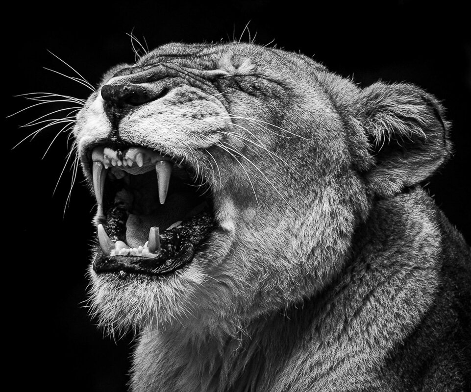 Sally Barnes-Yawning Not Growling.jpg