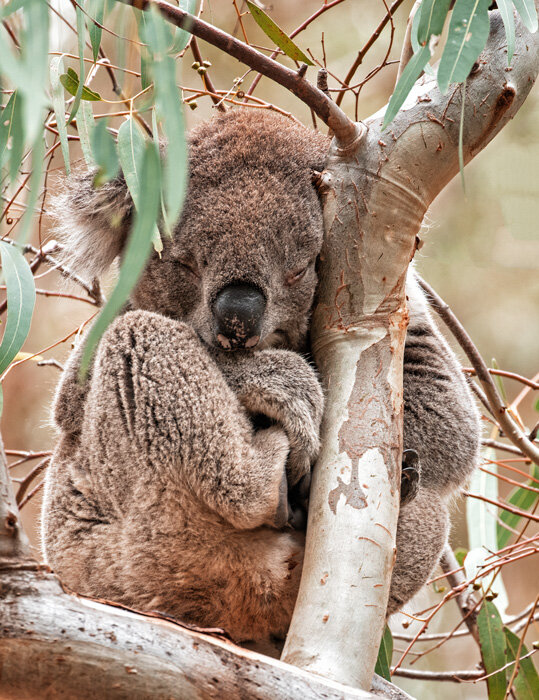 Koala-IMG_2570.jpg
