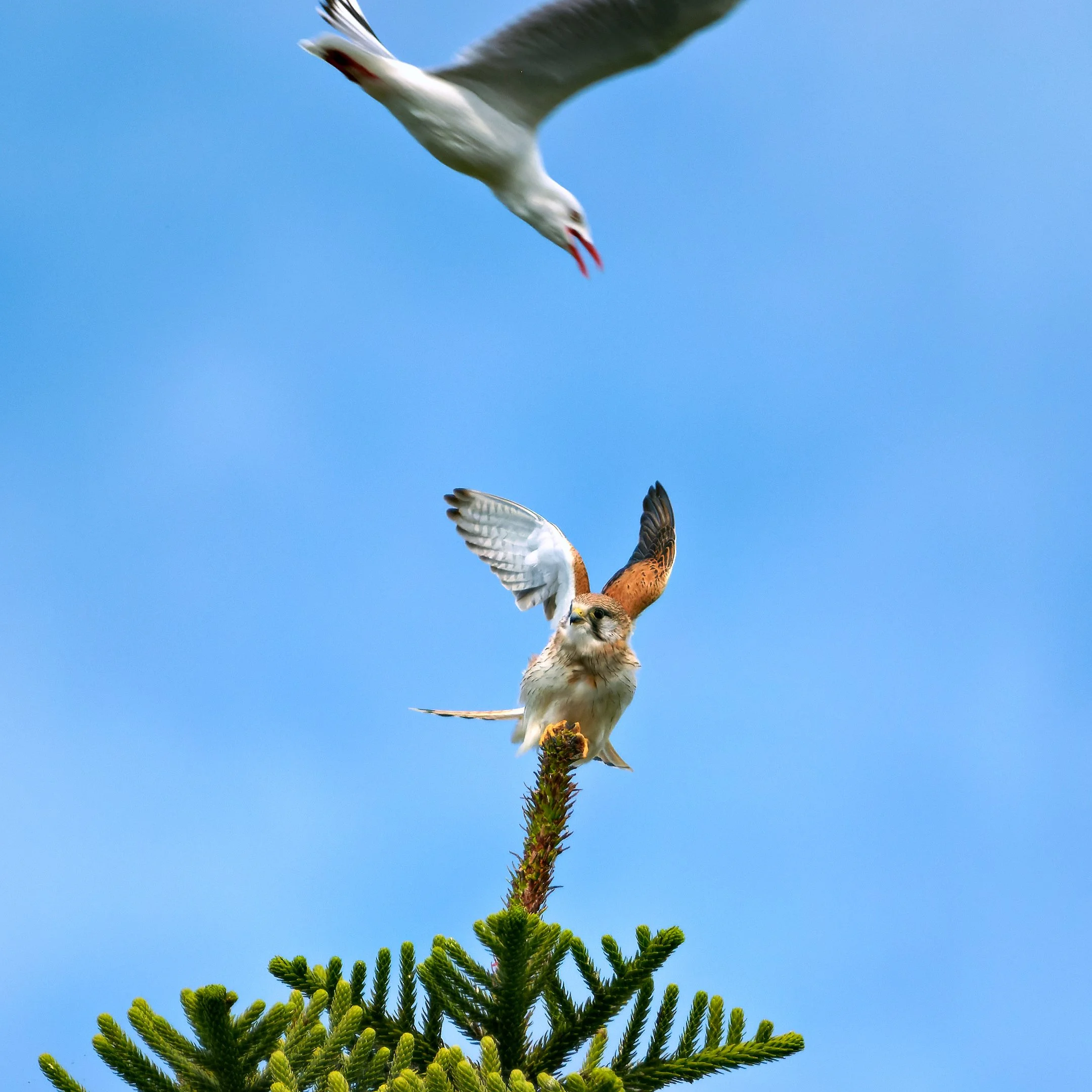 Bevan Alan-Seagull Versus Kestrel.jpg
