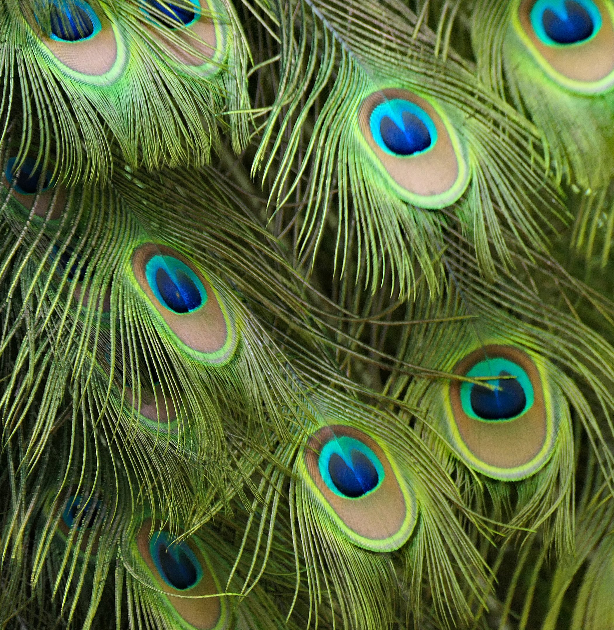 Peacock-colours.jpg