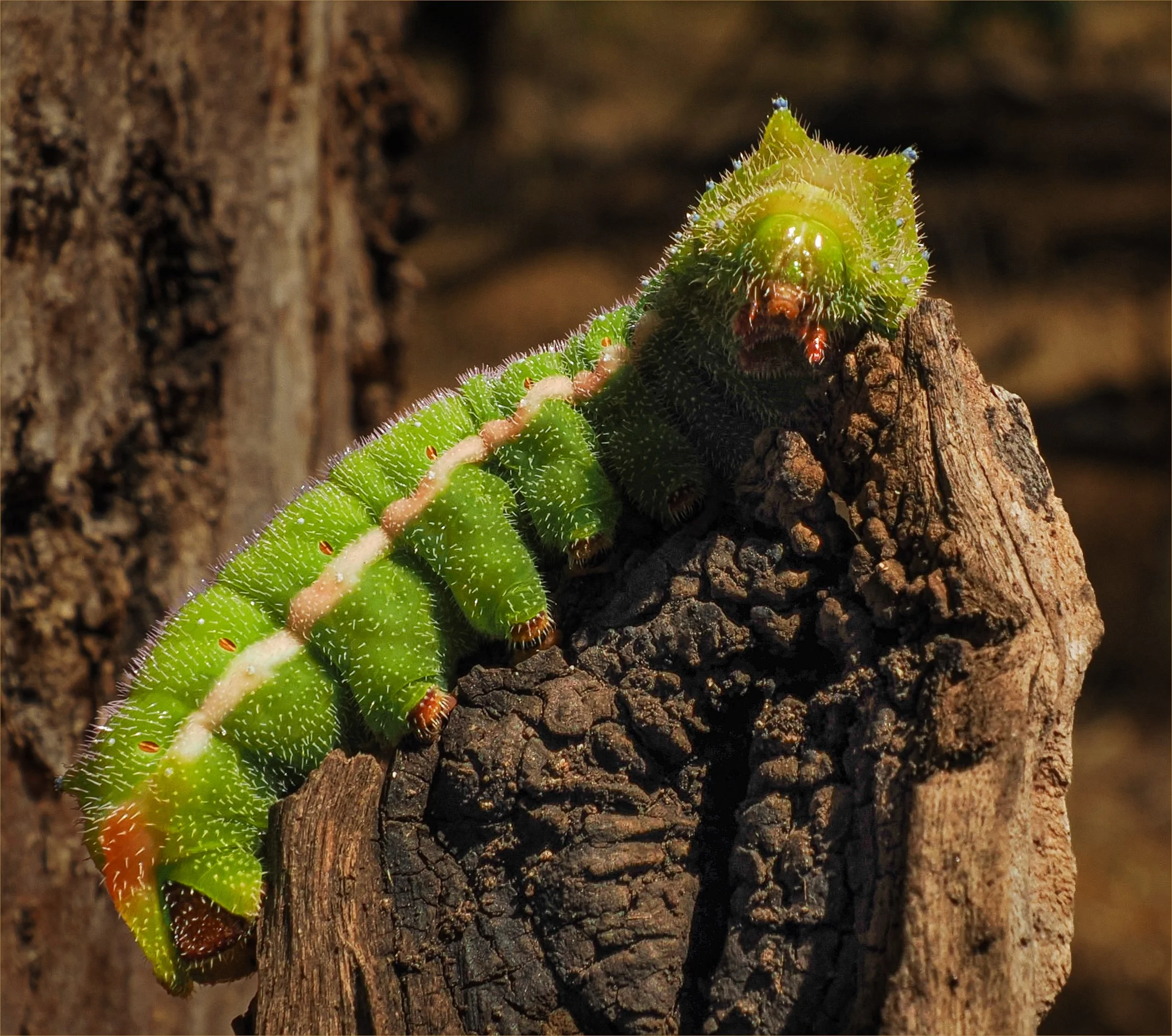 DI Nature-21 Chris Wright Christopher Wright Helena Gum Moth Caterpillar.jpg