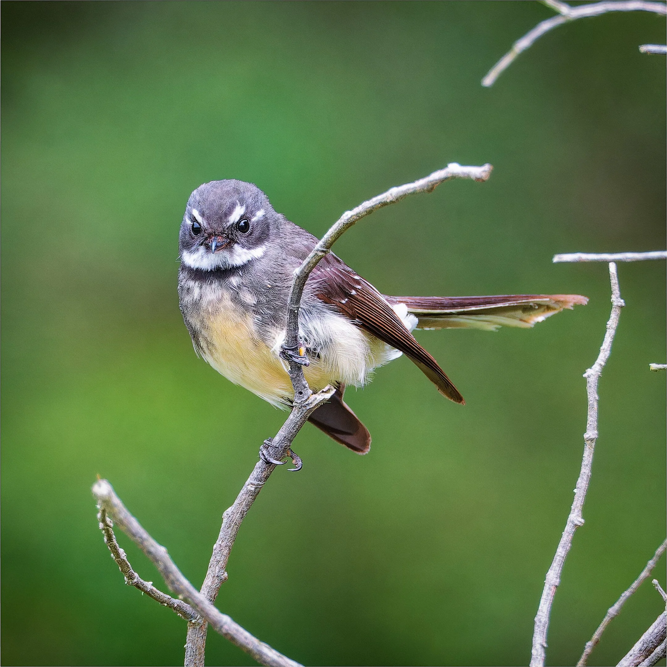 DI Nature-24 Alan Bevan Angry Bird.jpg