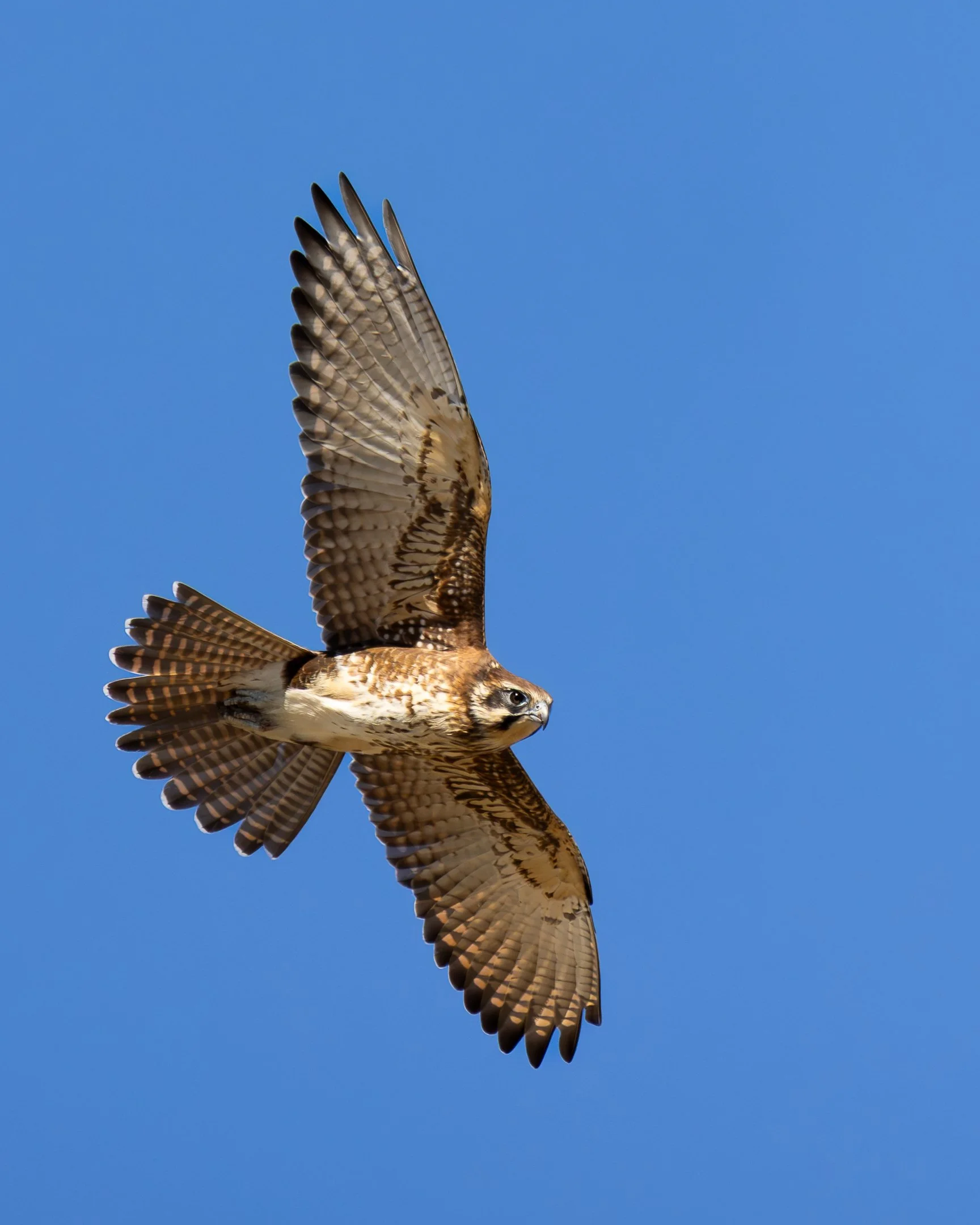 Gliding in the Sky Above - Grant England - 9 - Merit