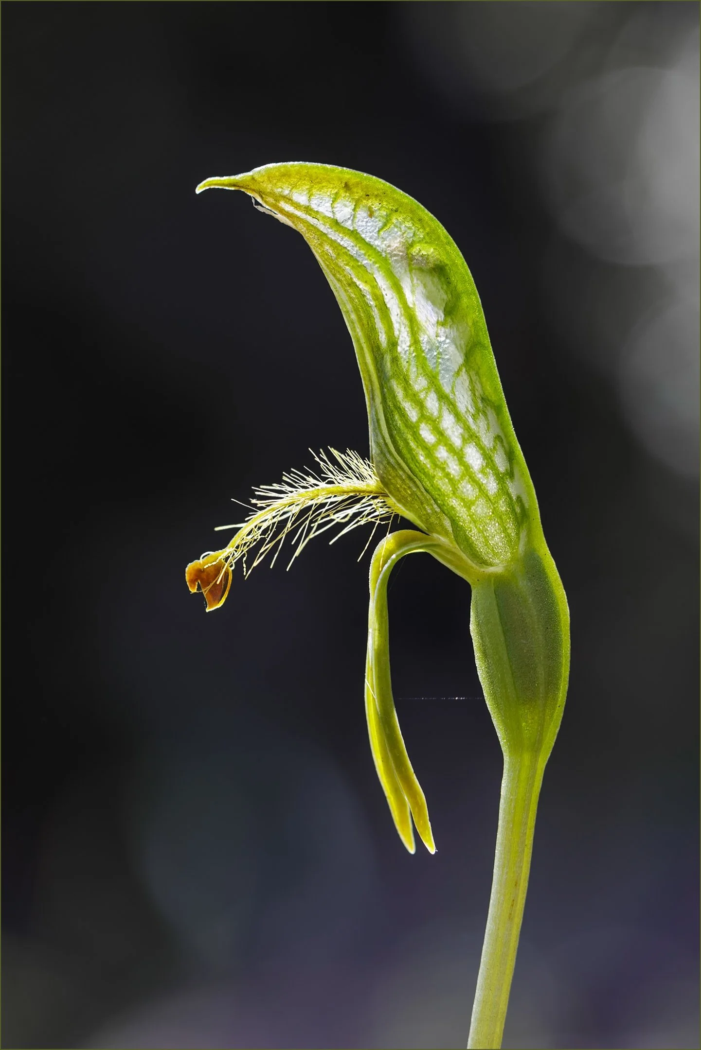 Pterostylis Extensa - Aldo Trissi - 9 - Merit