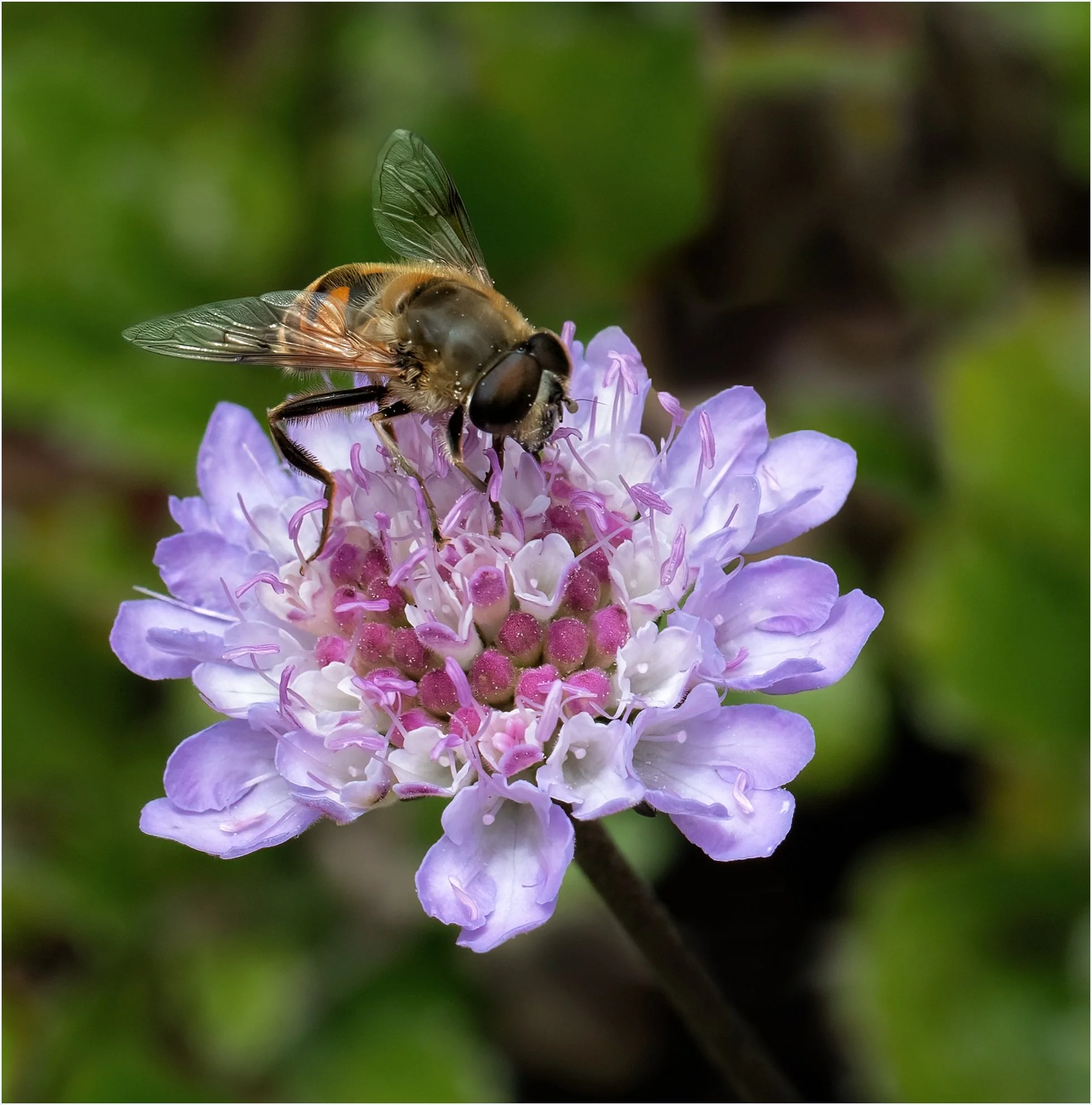 Searching For Nectar - Brenda Jones - 9 - Merit
