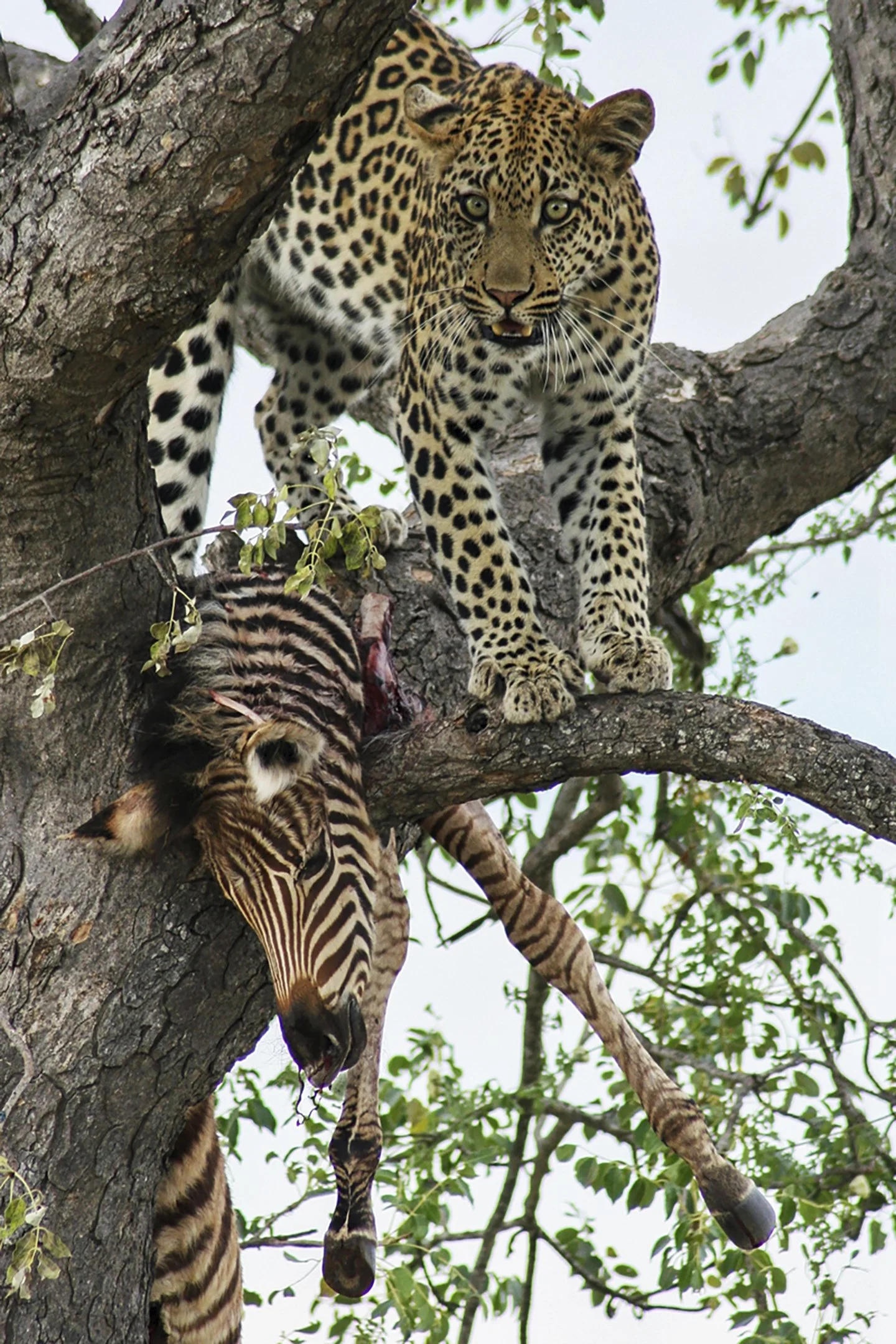 The Young Ones - Yvonne Smuts