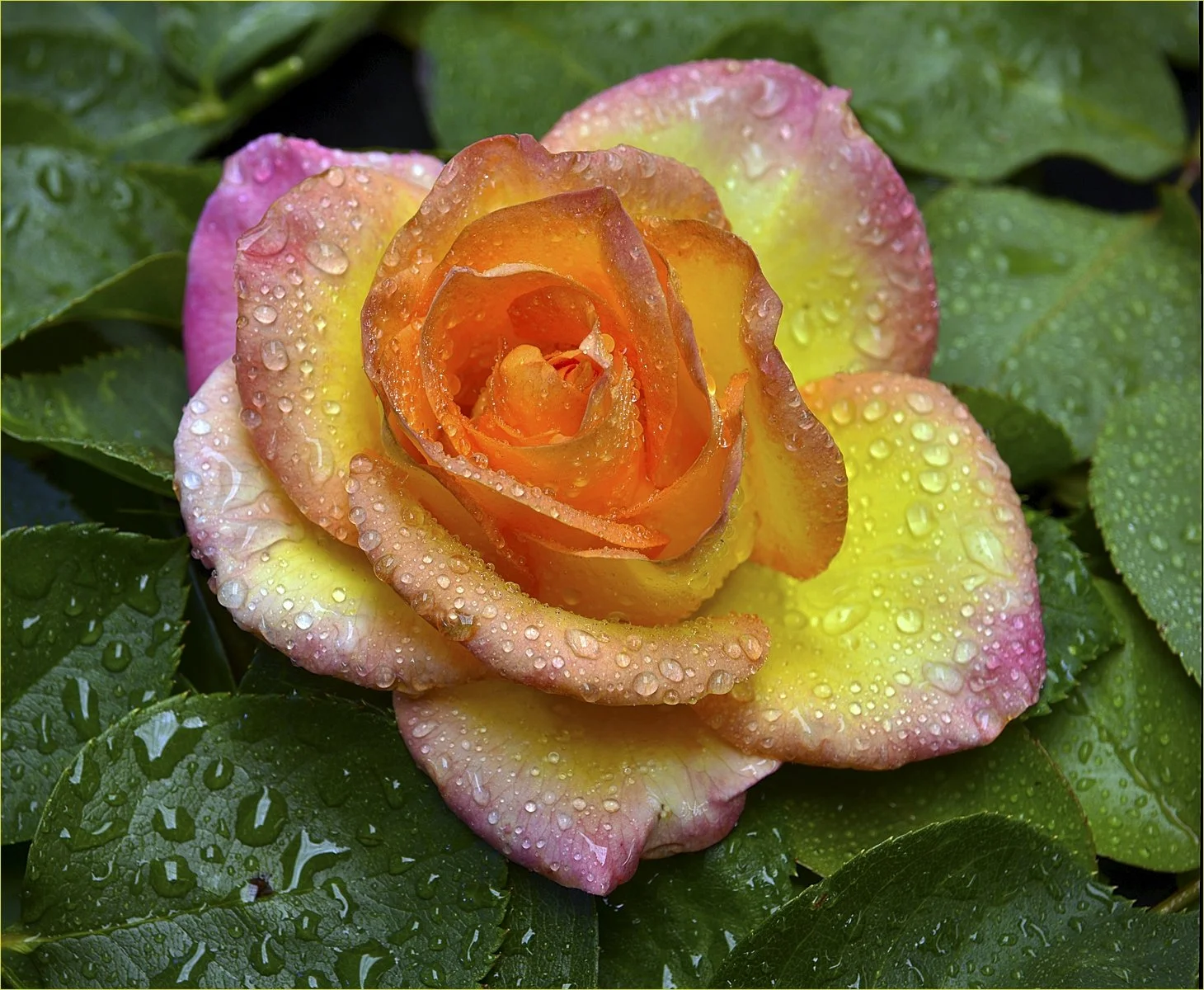 On-the-Bud - Ross Lange - 10 - Honour