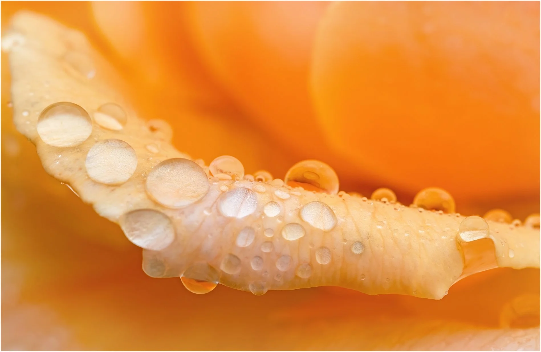 Raindrops on roses - Brenda Jones - 10 - Honour