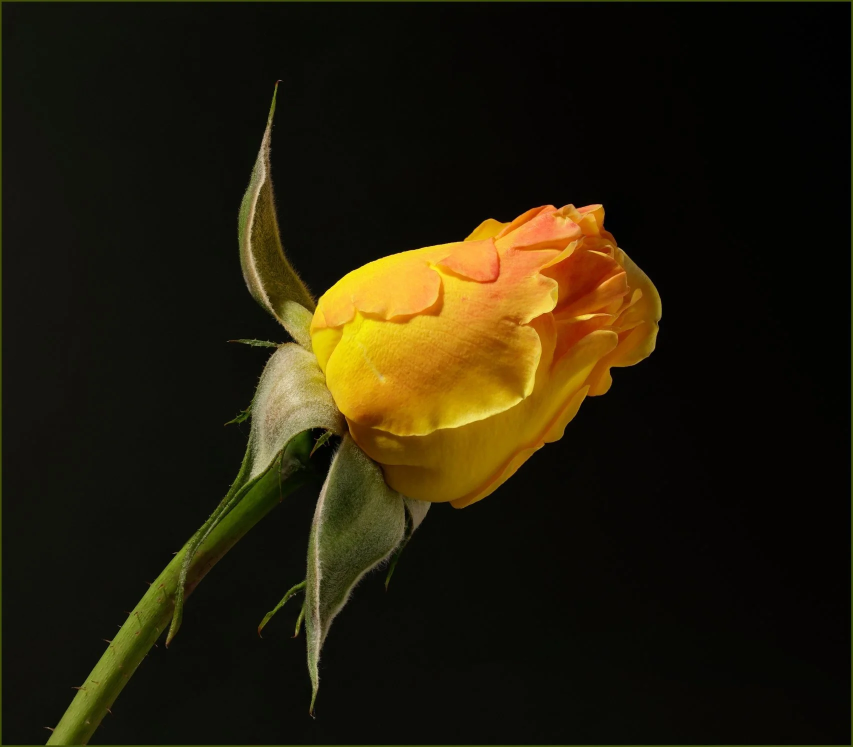 Rose in Full Sun - Aldo Trissi - 9 - Merit