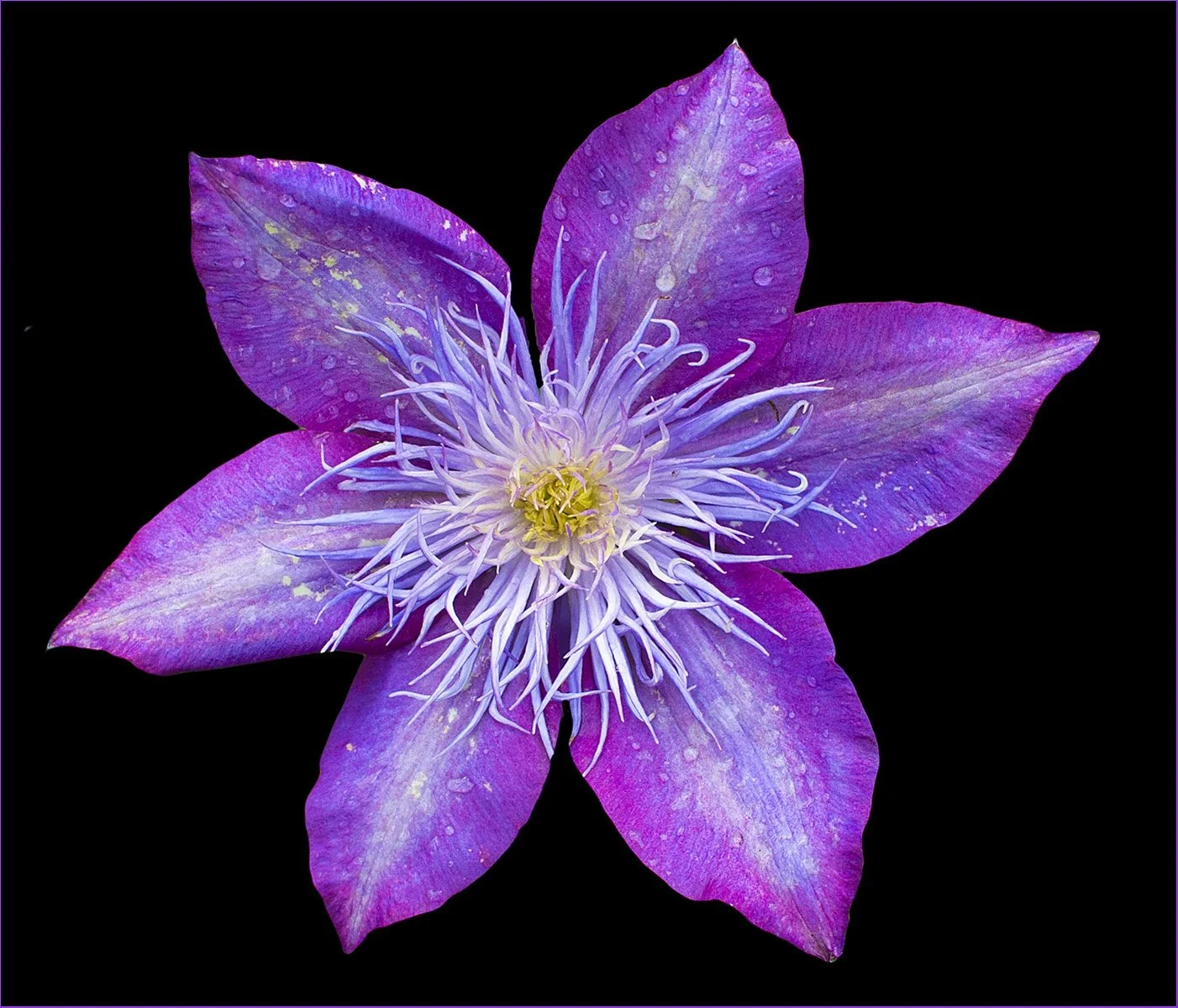 Purple star - Ron Jackson - 9 - Merit