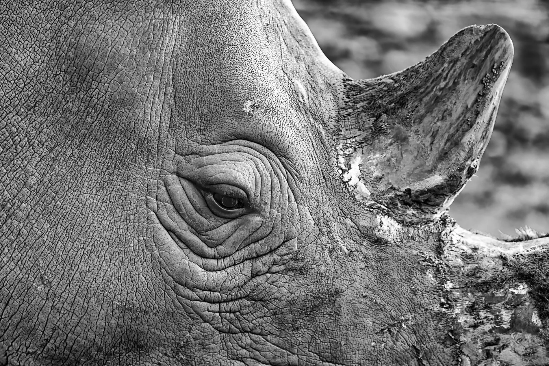 Up Close - David Munro - 9 - Merit
