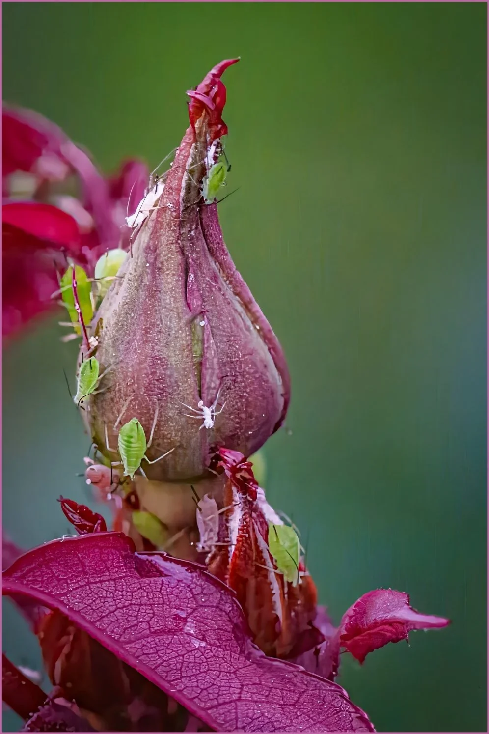 On-the-Bud - Ross Lange - 9 - Merit