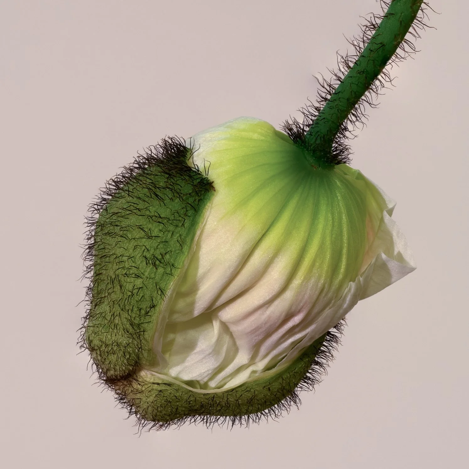 Poppy Unfolding - Judi Thies - 9 - Merit