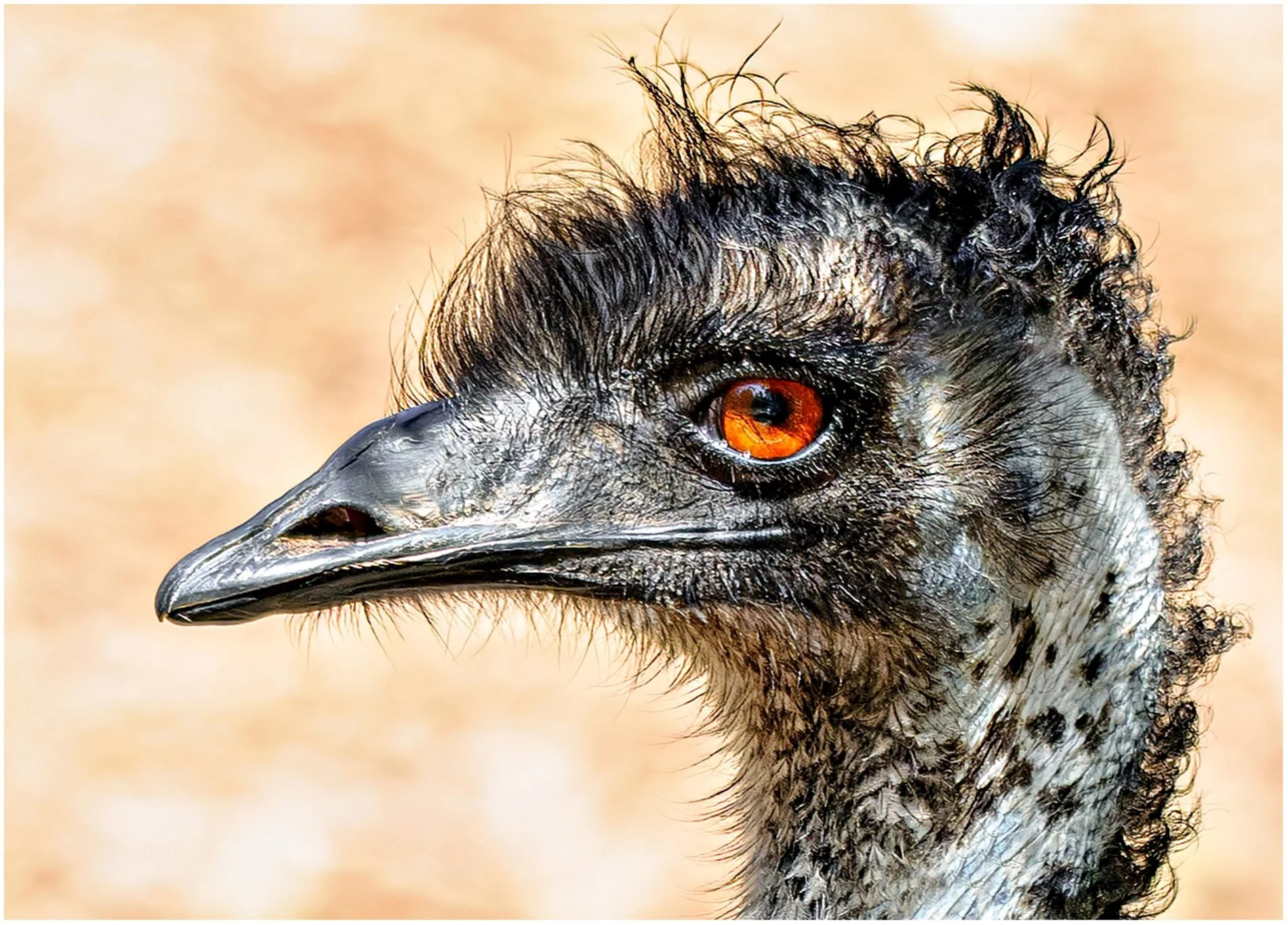 Emu Closeup - Sue Hickey - 9 - Merit