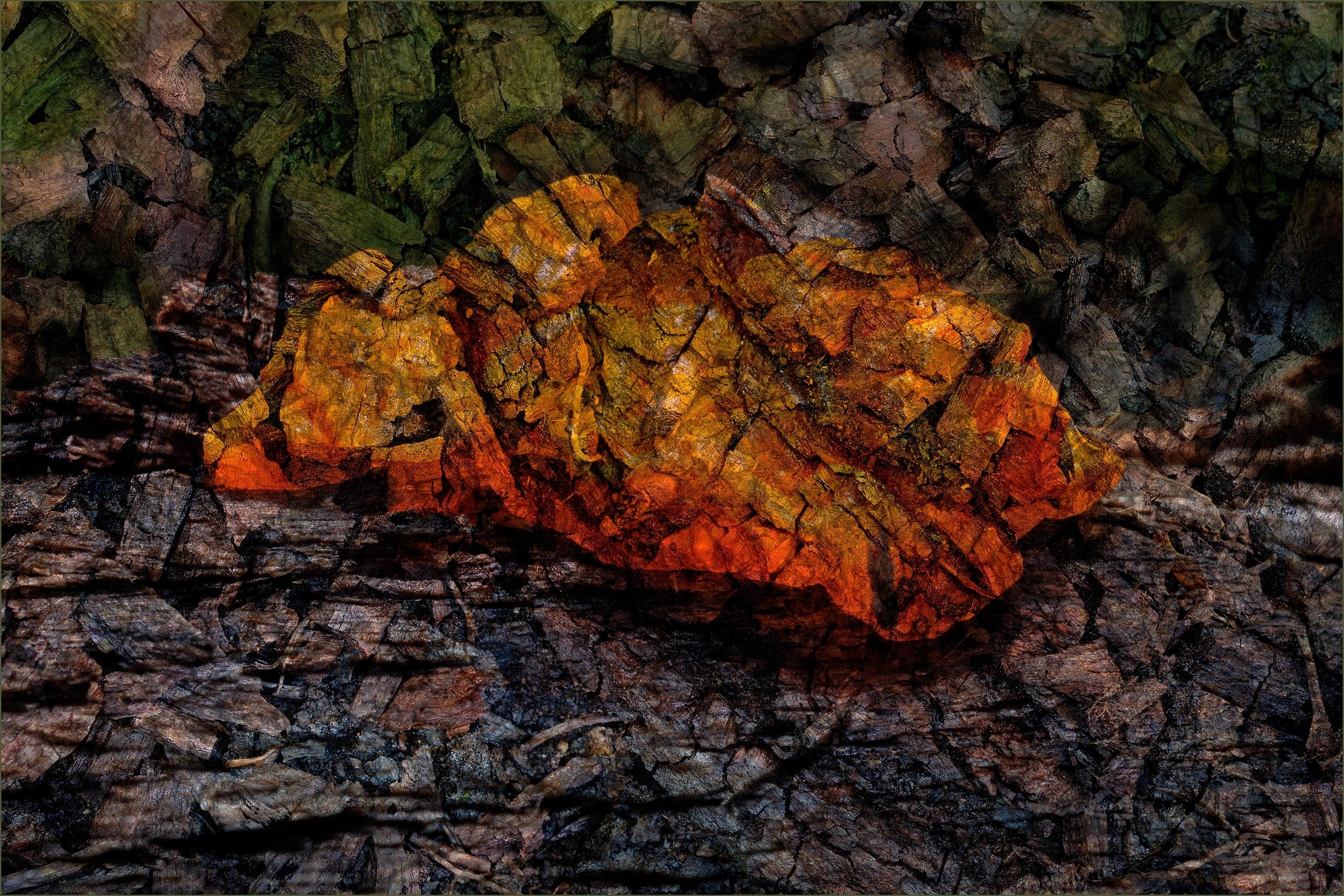 24 Aldo Trissi Decomposed Jelly Fungus 01 Colour Digital.jpg