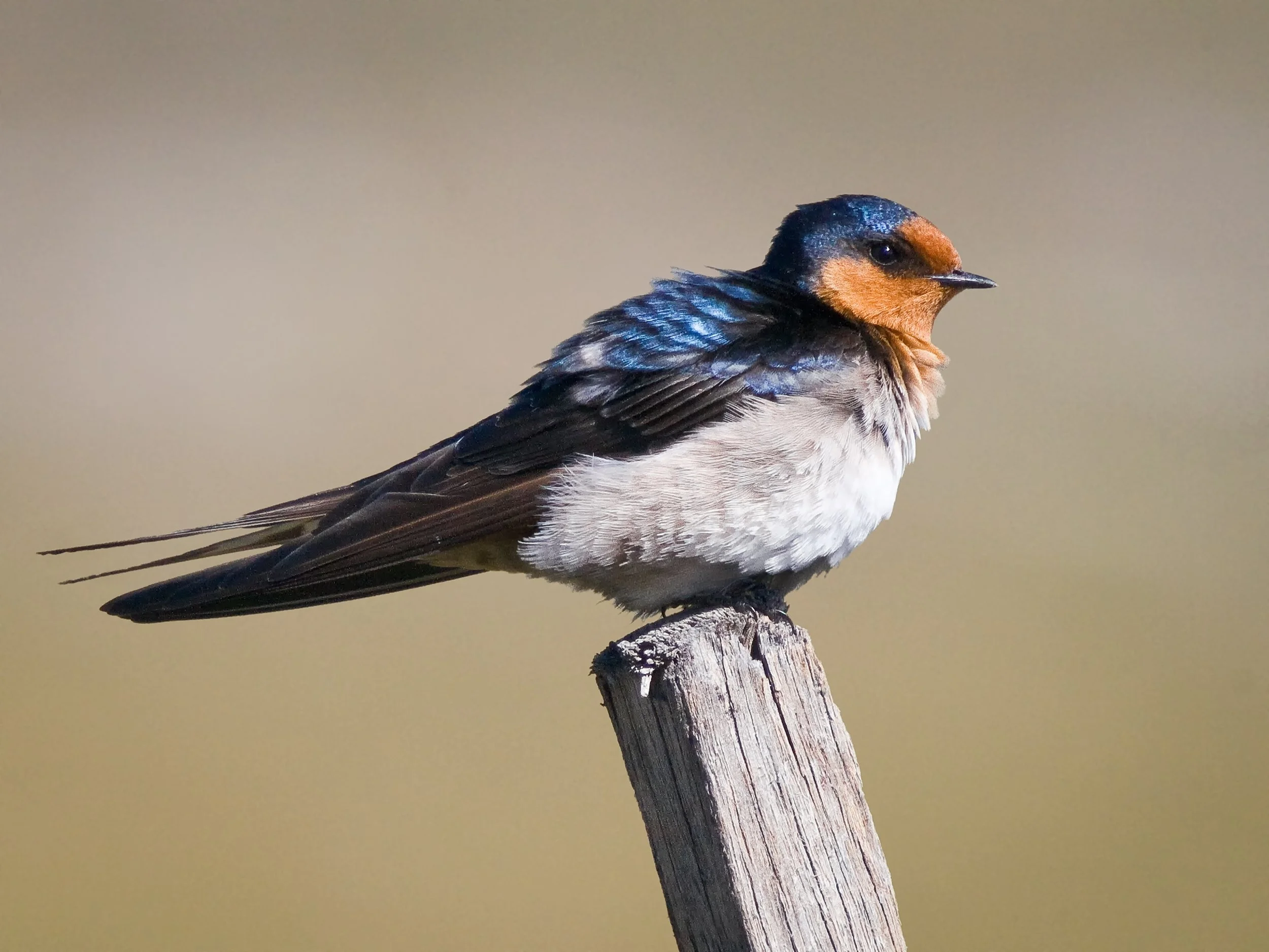 25 Aldo Trissi Welcome Swallow Perch 01 Colour Digital.jpg