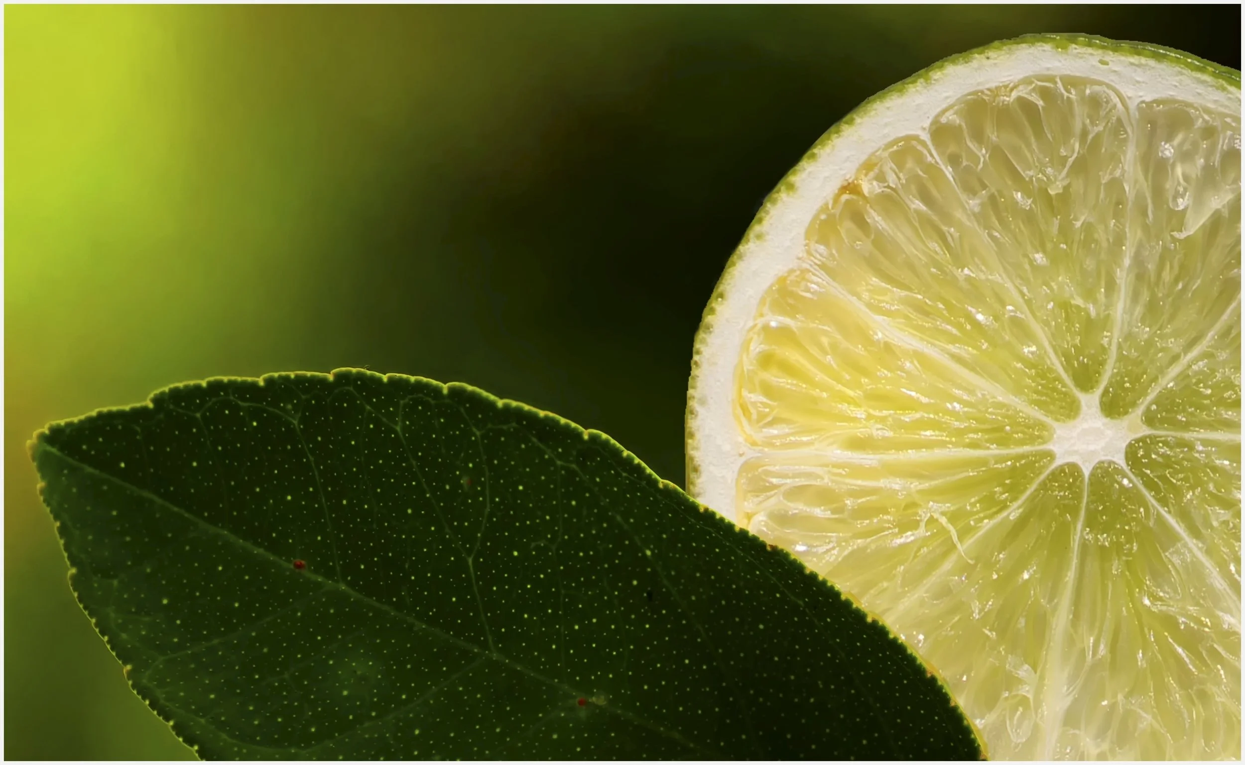 25 Ian Probyn Lime slice 01 Colour Digital.jpg