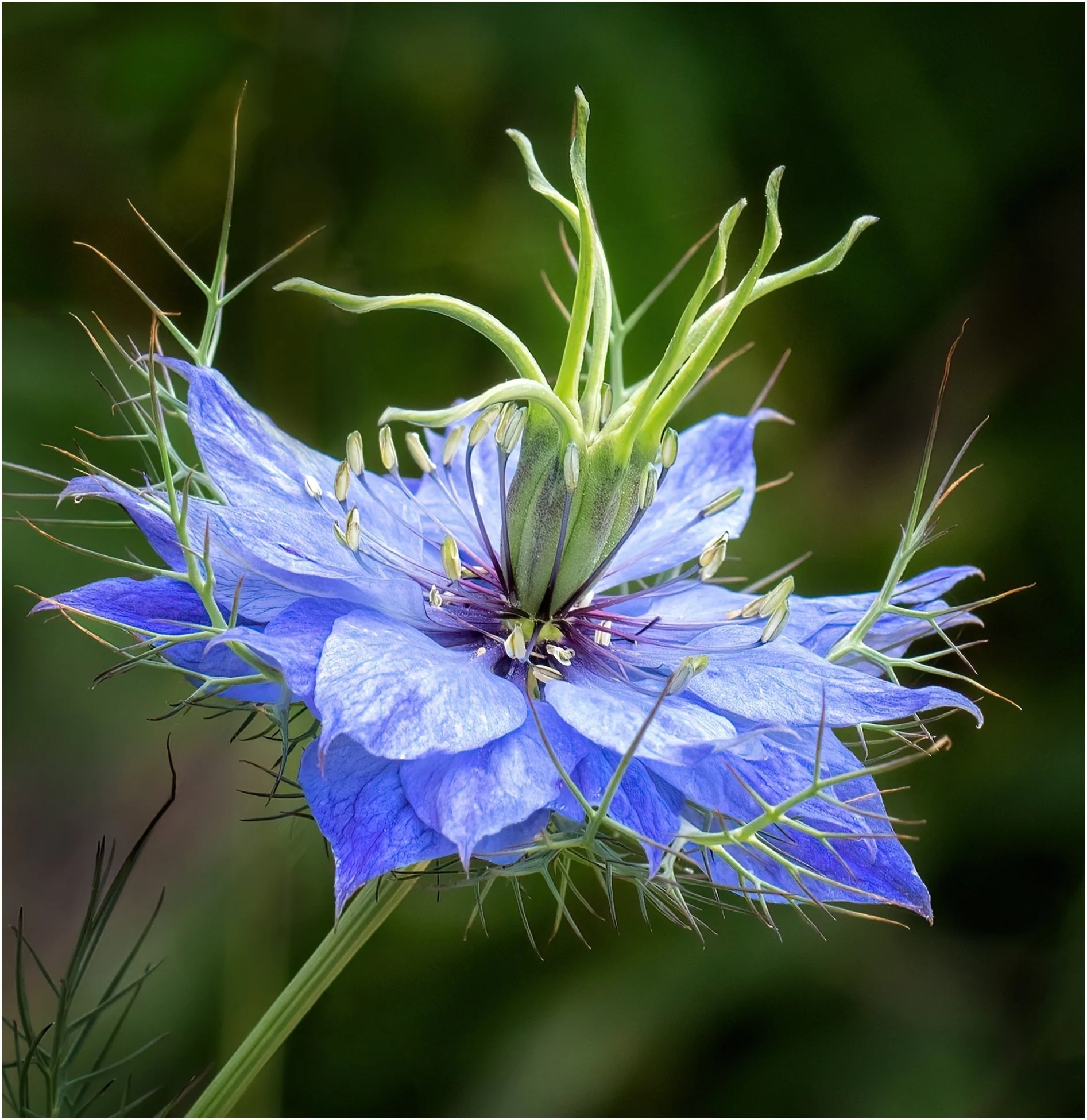 26 Brenda Jones, EFIAP FAPS Nigella (26615274) 01 Colour Digital.jpg