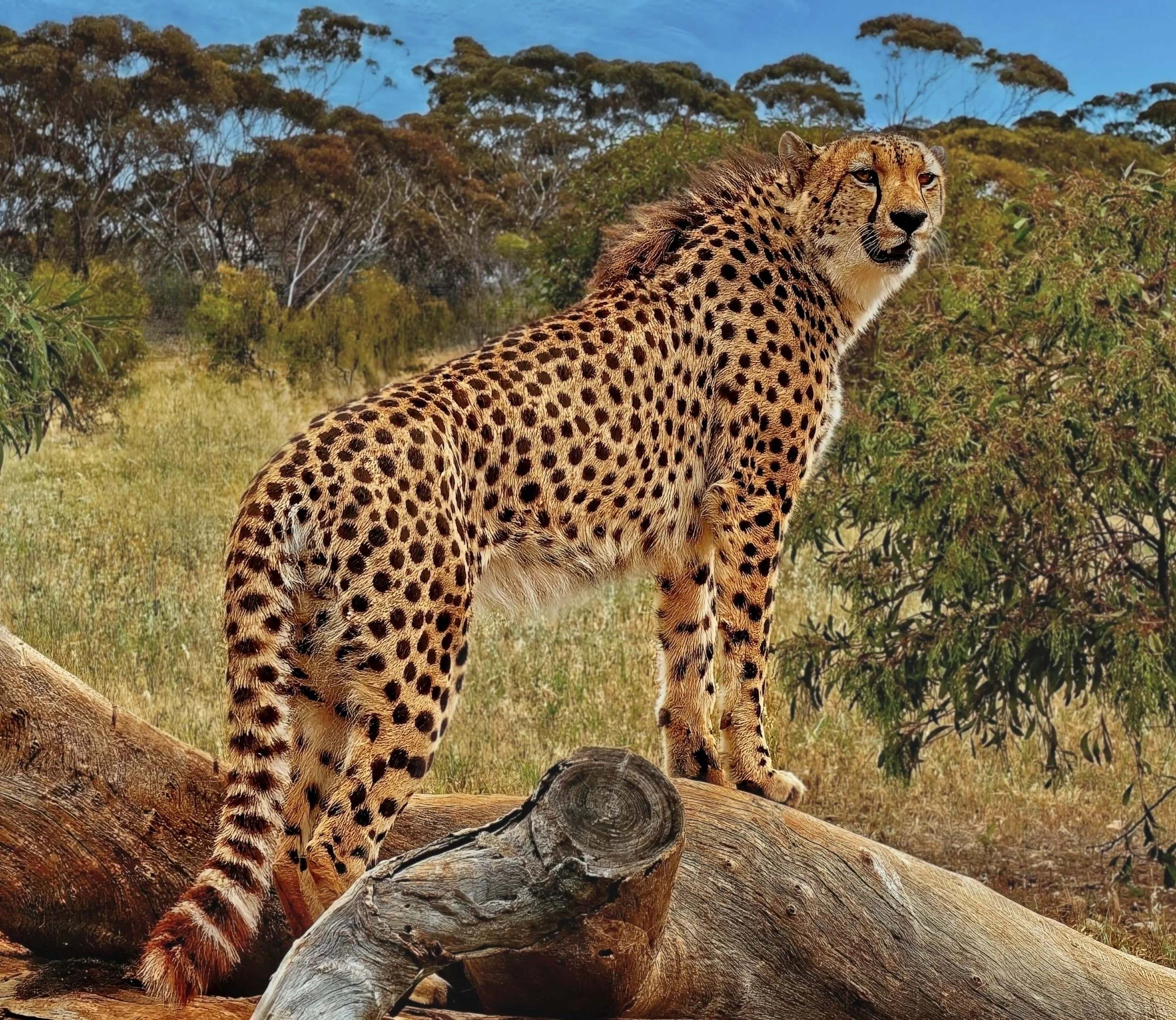 26 Terry Gooley, EFIAP, FAPS, EPSA, GPU CR-2, AIAAP On the Lookout 01 Colour Digital.jpg