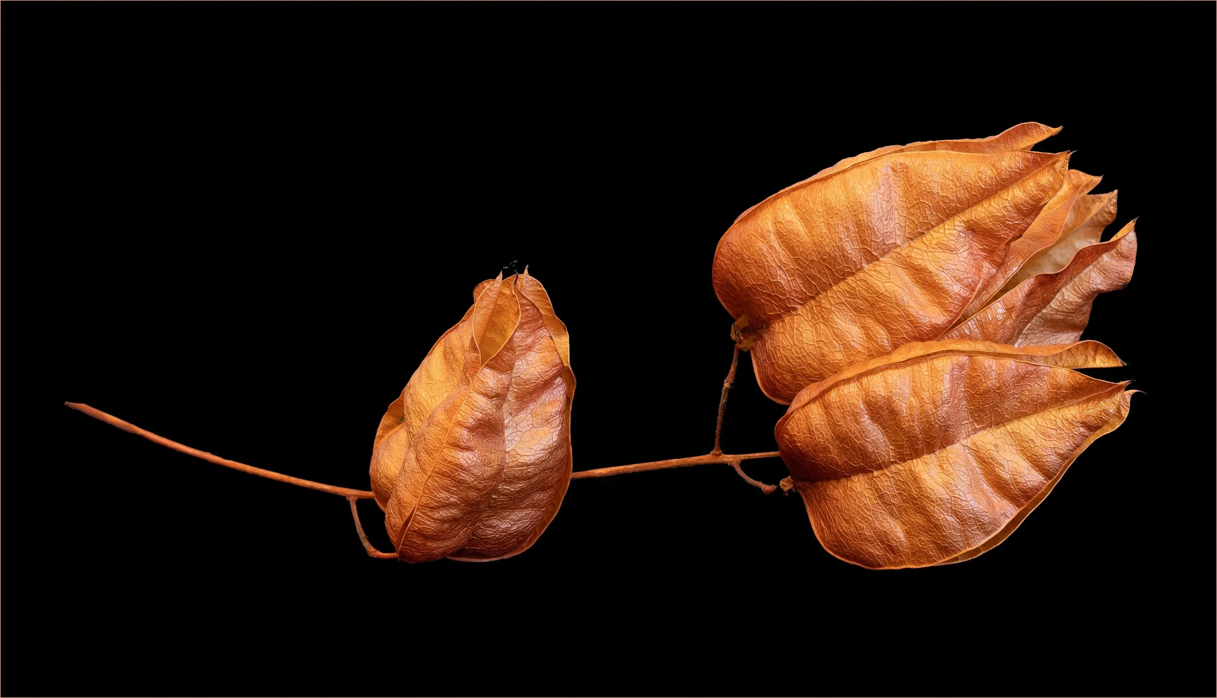 28 Judi Thies, AAPS Golden Seed Pods 01 Colour Digital.jpg