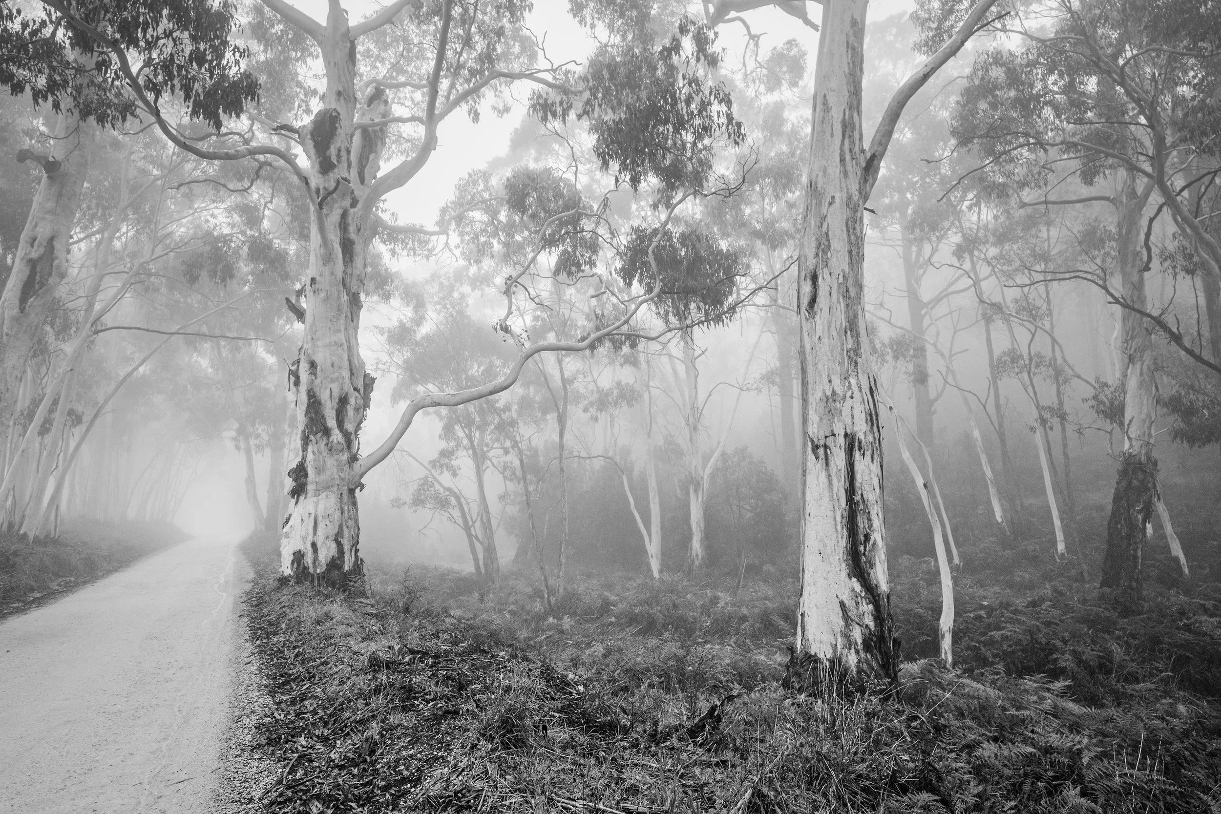 23 Aldo Trissi Colonial Drive River Gums 02 Monochrome Digital.jpg