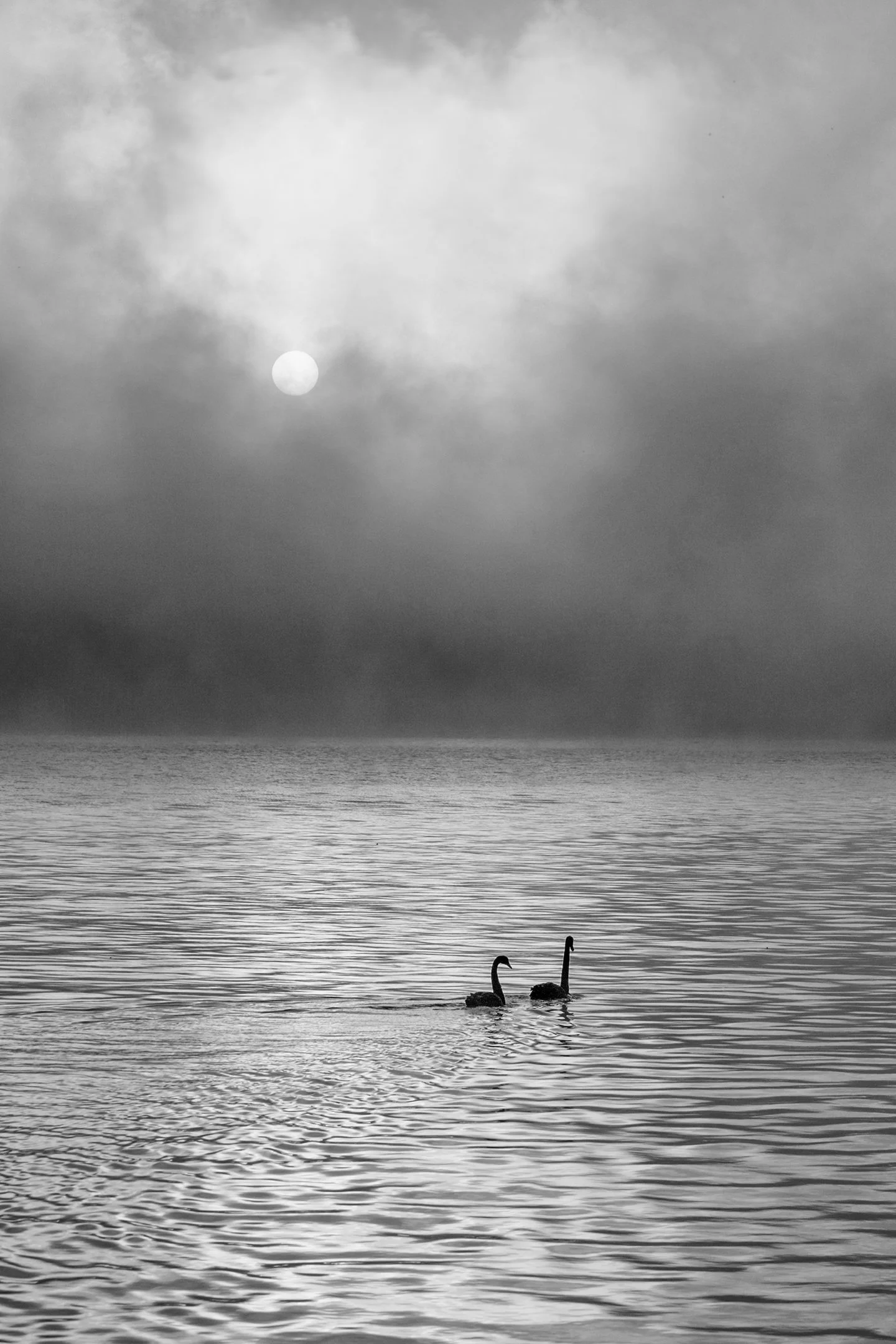 23 Aldo Trissi Swan Lake in Mono 02 Monochrome Digital.jpg