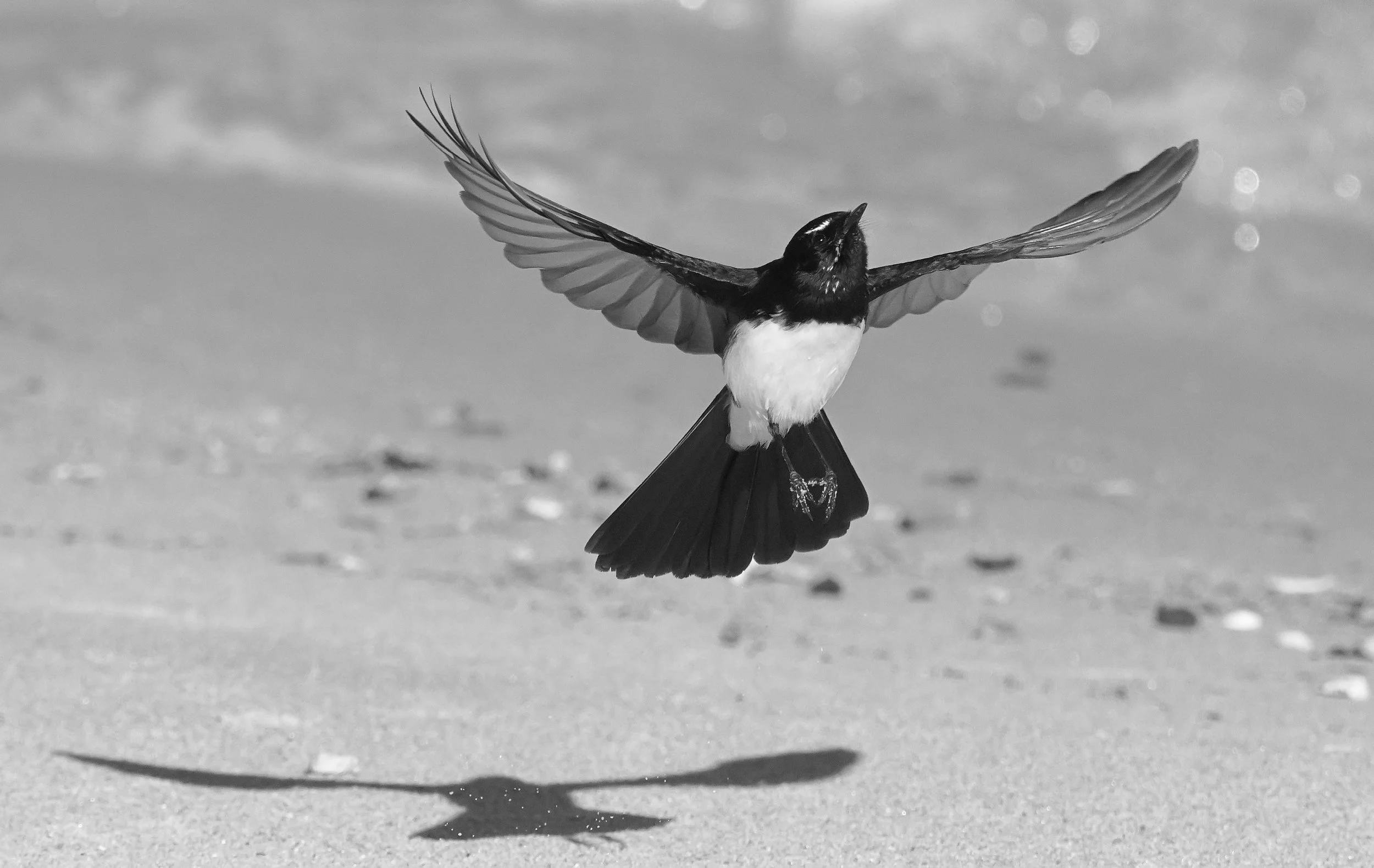 23 Peter Burke Escaping my Shadow 02 Monochrome Digital.jpg