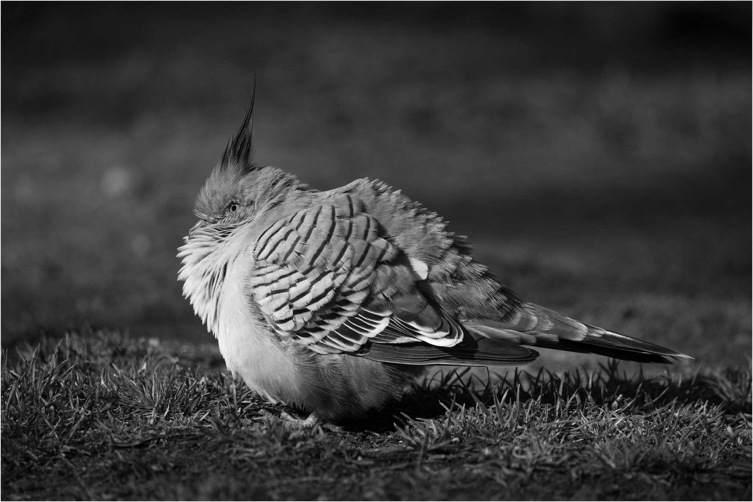 24 Denise Trewartha All puffed up 02 Monochrome Digital.jpg