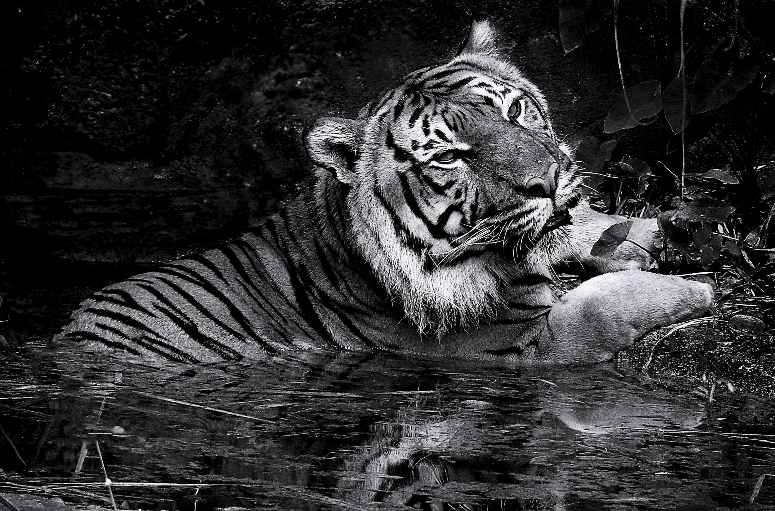 24 Terry Gooley, EFIAP, FAPS, EPSA, GPU CR-2, AIAAP Cool Down 02 Monochrome Digital.jpg