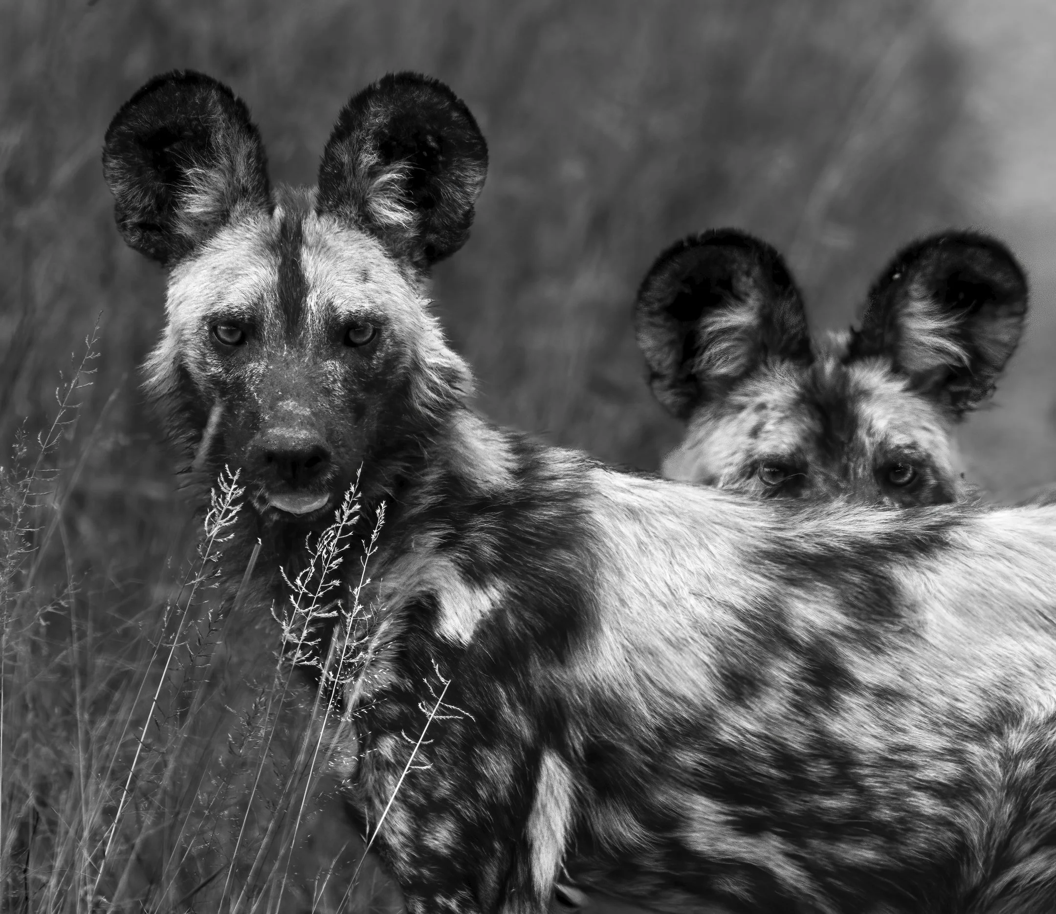 25 Yvonne Smuts ENDANGERED 02 Monochrome Digital.jpg