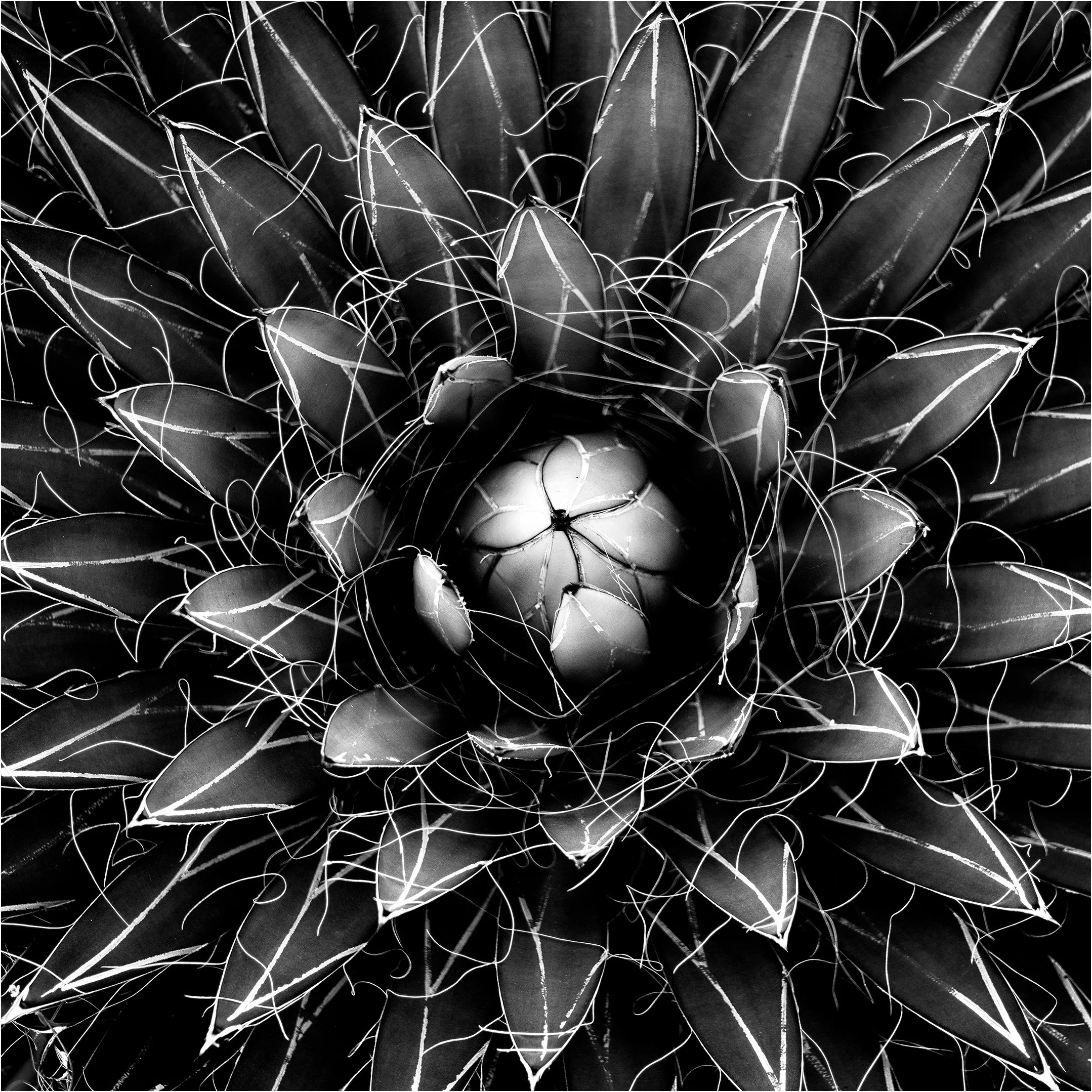 26 Heather Flint From the Garden 02 Monochrome Digital.jpg