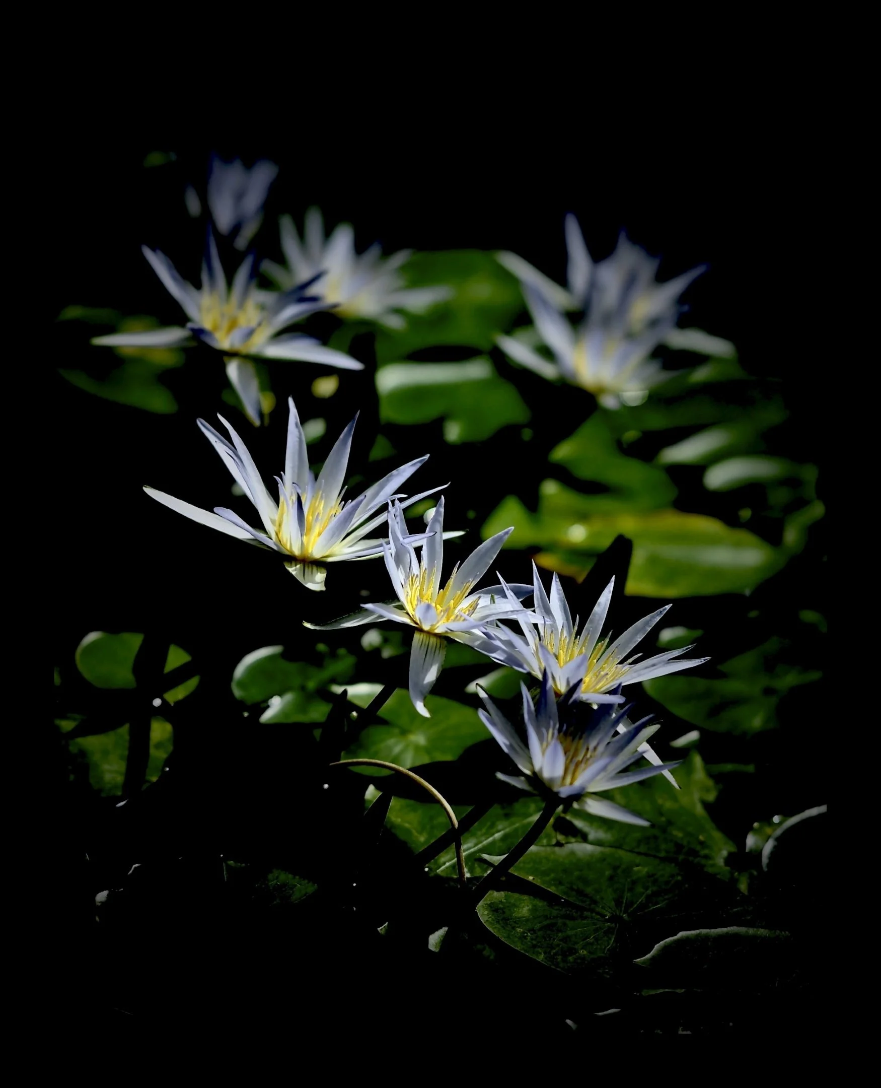 20 Michael Philpots-Green The Asiatic Lilies 11 Nature Print.jpg