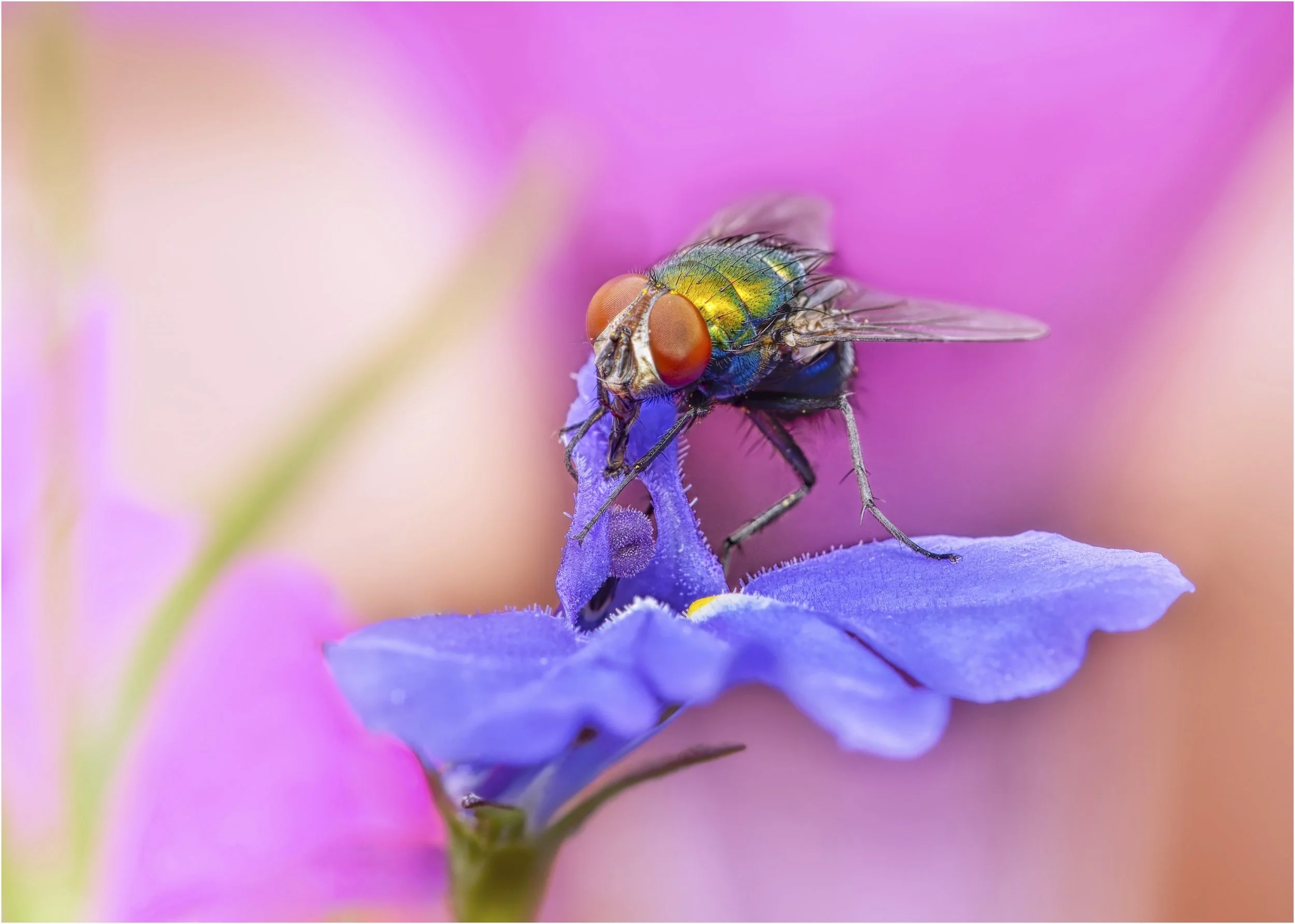 21 Peter Murphy Fly on Lobelia 11 Nature Print.jpg