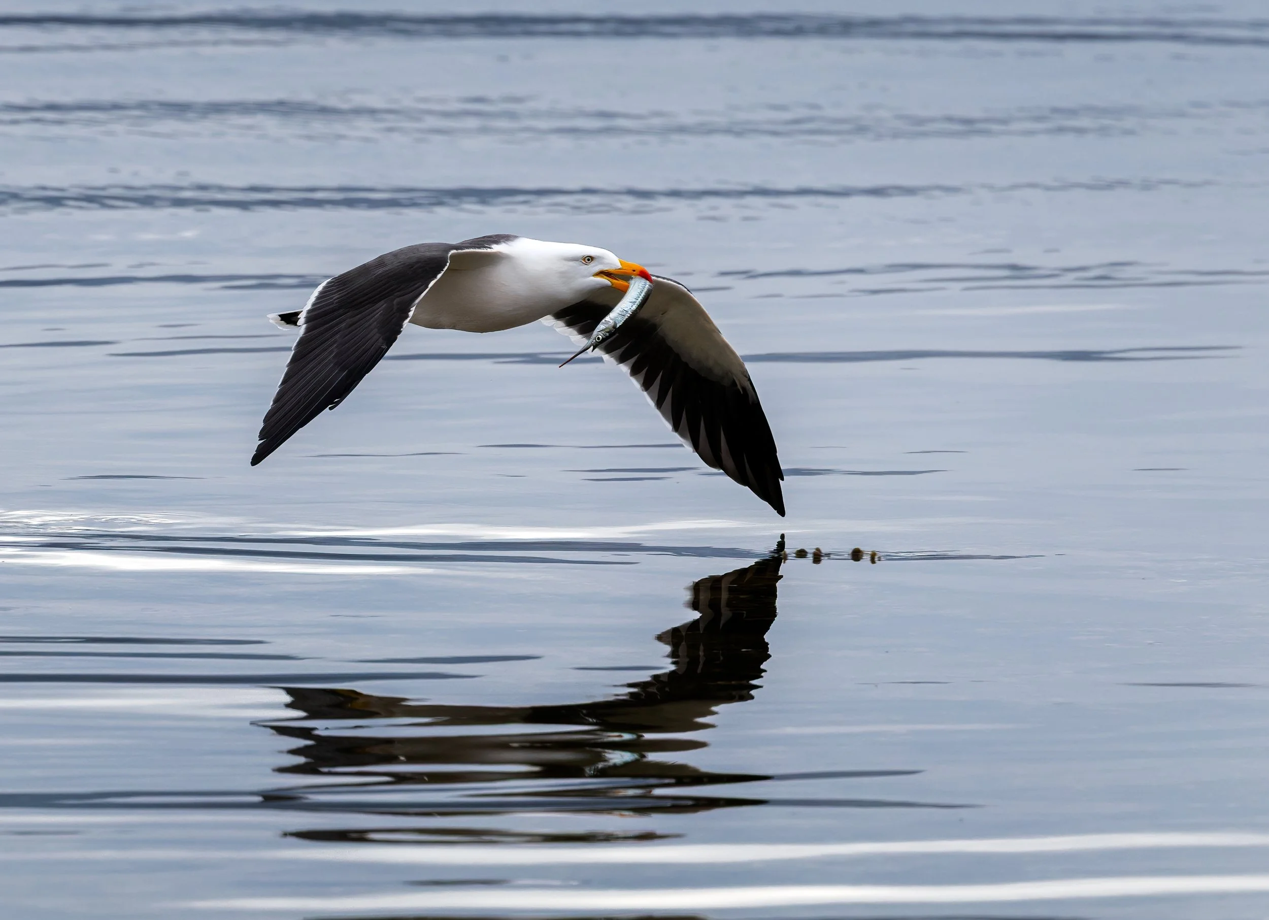 22 David Munro, EFIAP FAPS Just drop me off here please 11 Nature Print.jpg