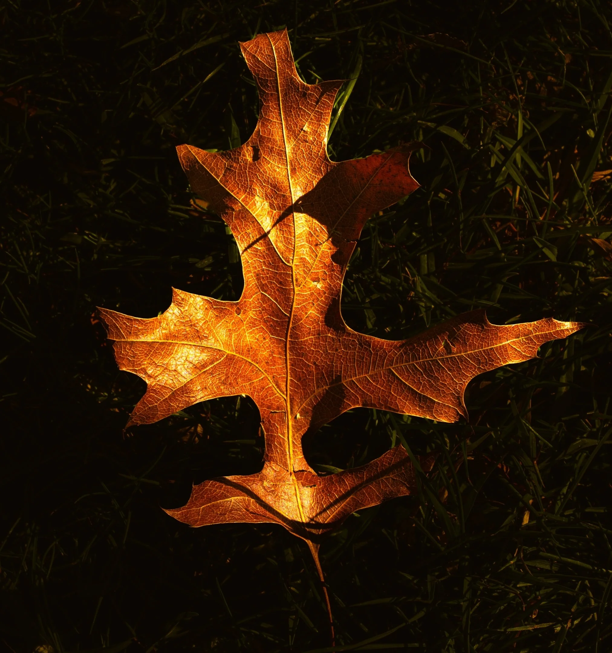 22 Geraldine Hough Sunshine on Fallen Leaf 11 Nature Print.jpg