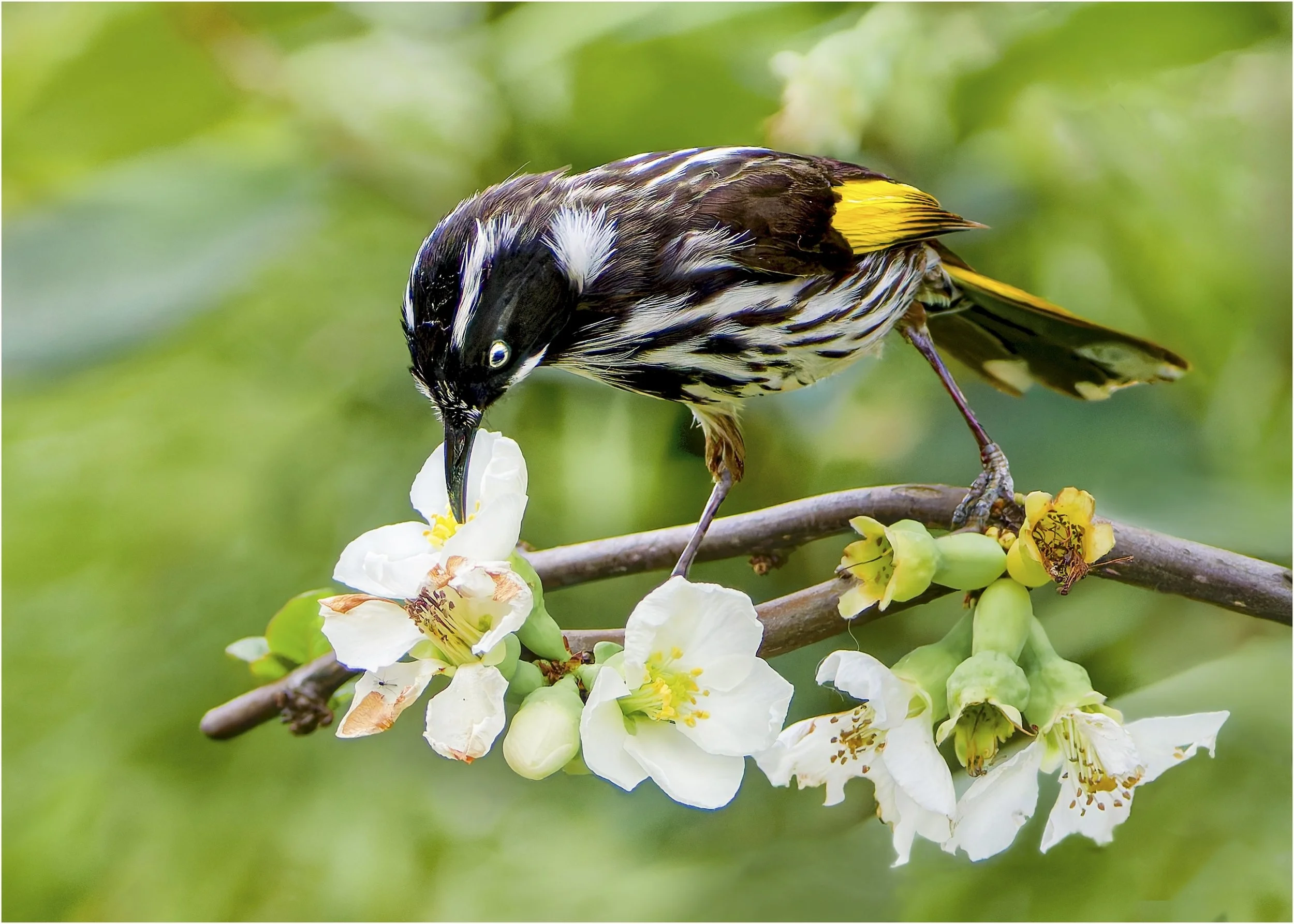 22 Peter Murphy Honeyeater at Work 11 Nature Print.jpg