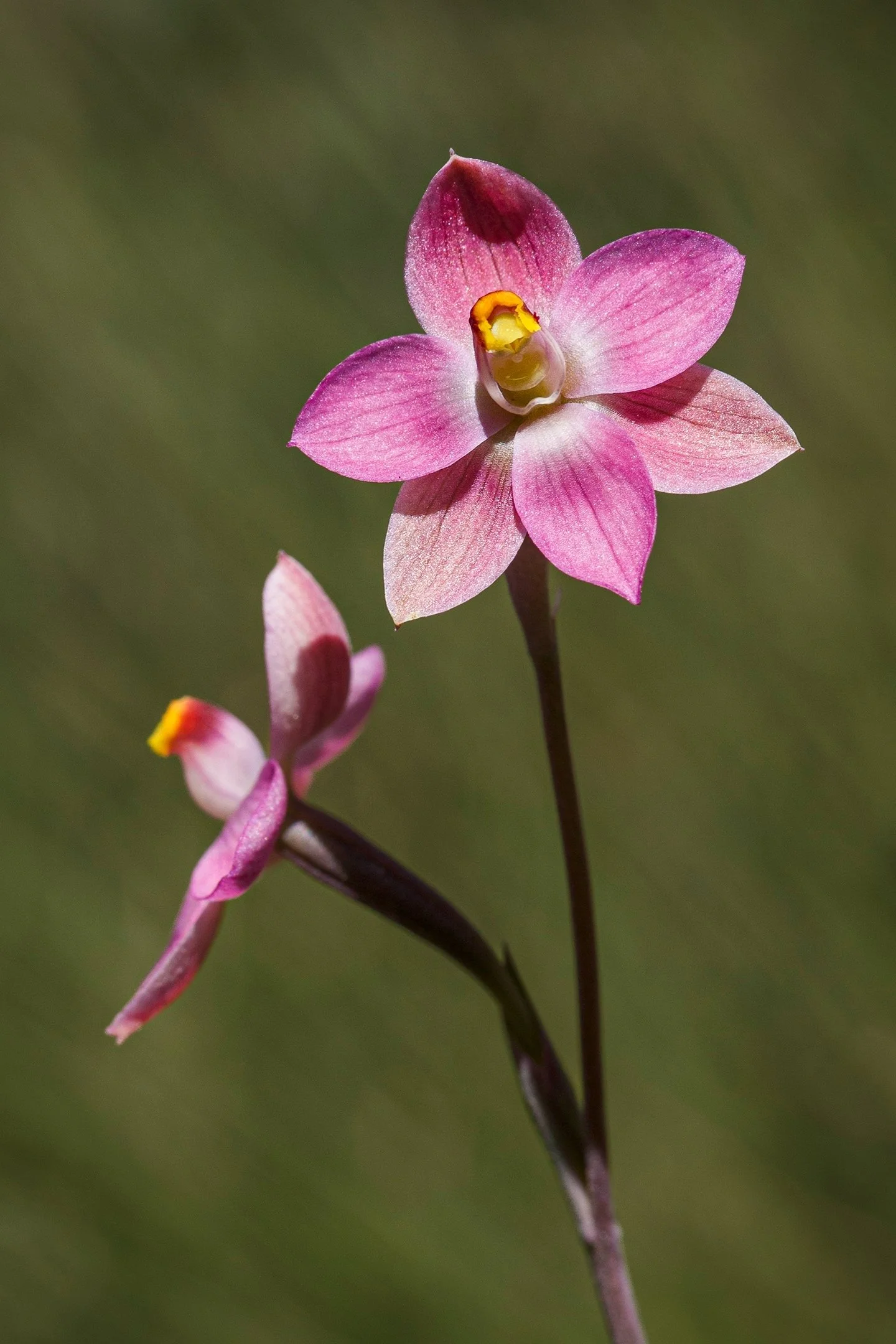 23 Aldo Trissi Ruby Sun Orchid 11 Nature Print.jpg