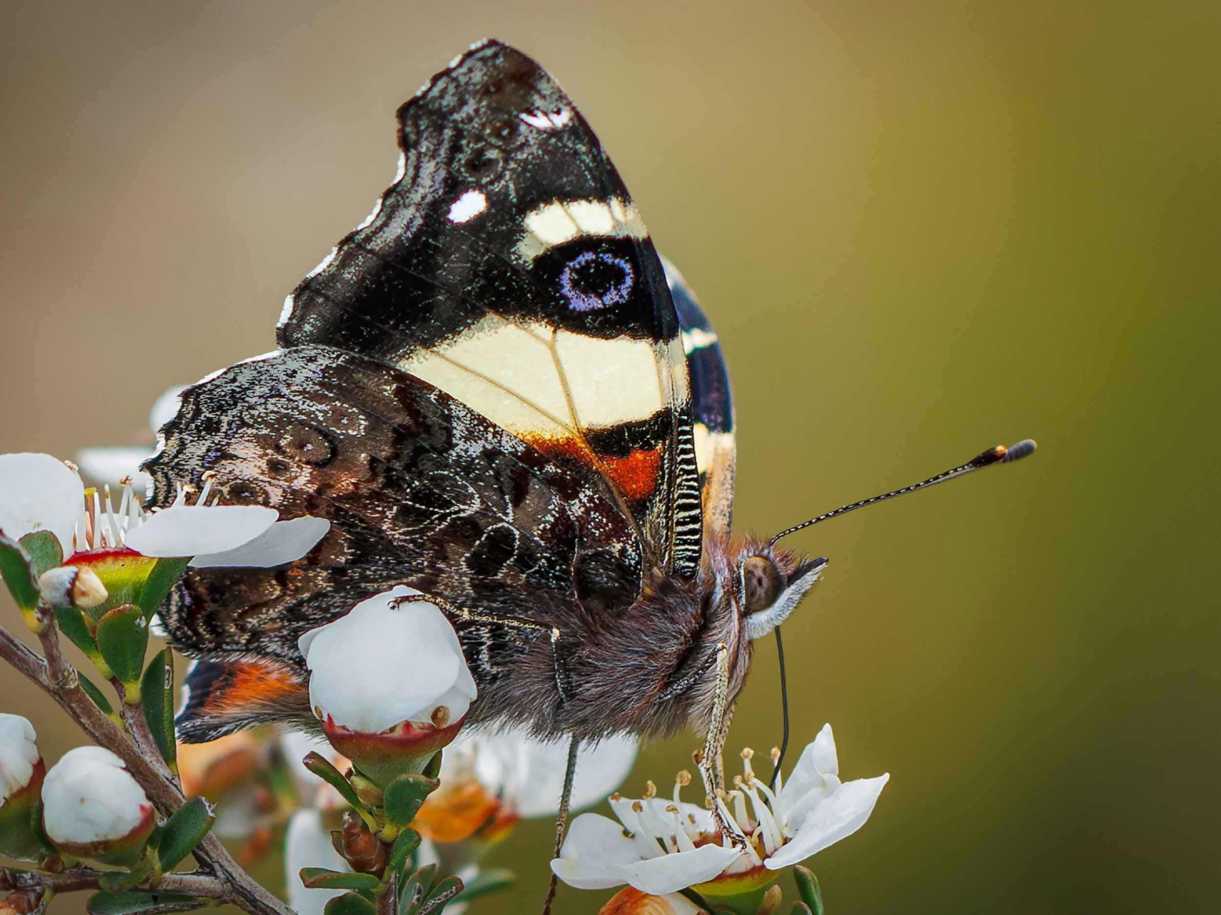 23 Aldo Trissi Swordgrass Brown Butterfly 11 Nature Print.jpg