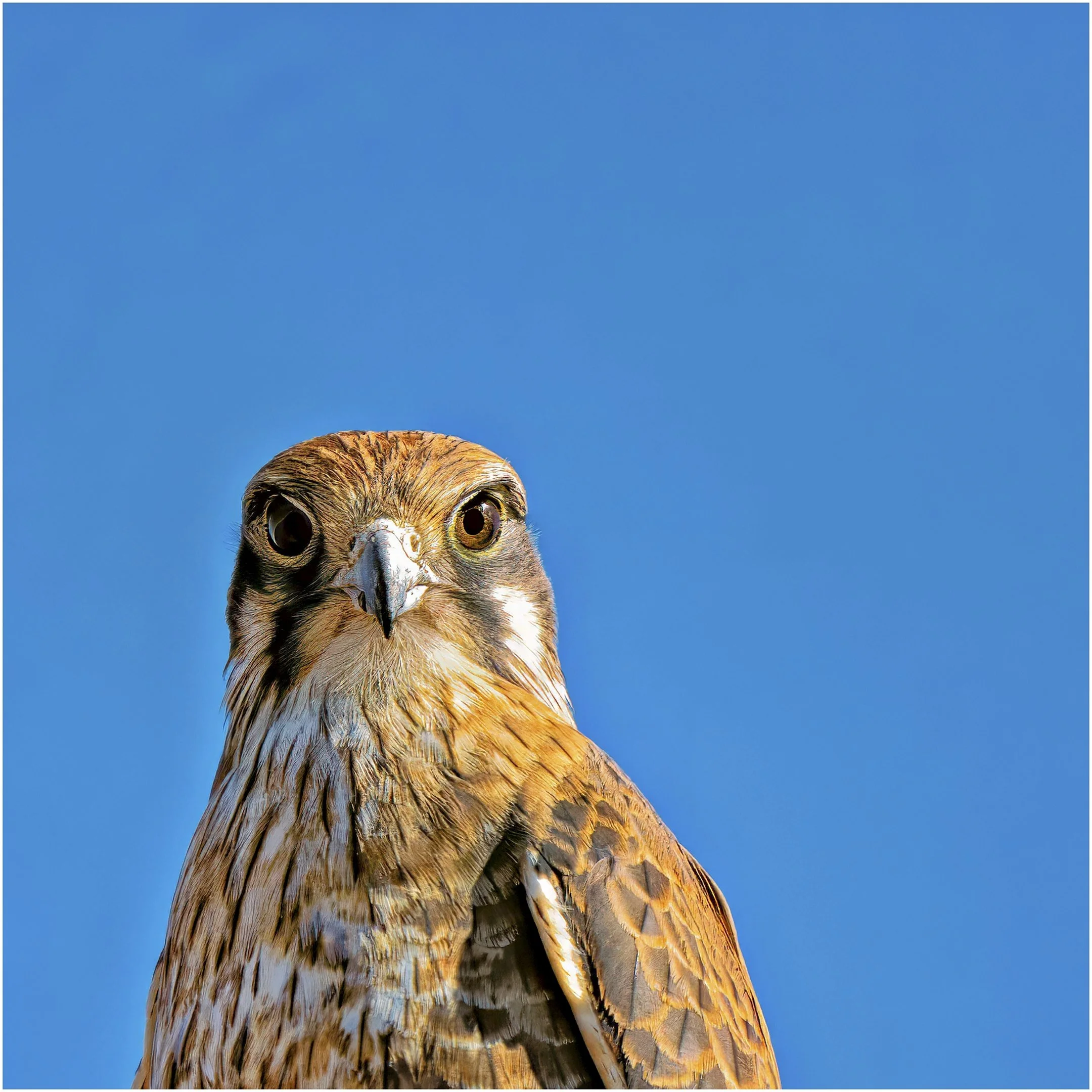 23 Paul OLeary The Stare 11 Nature Print.jpg